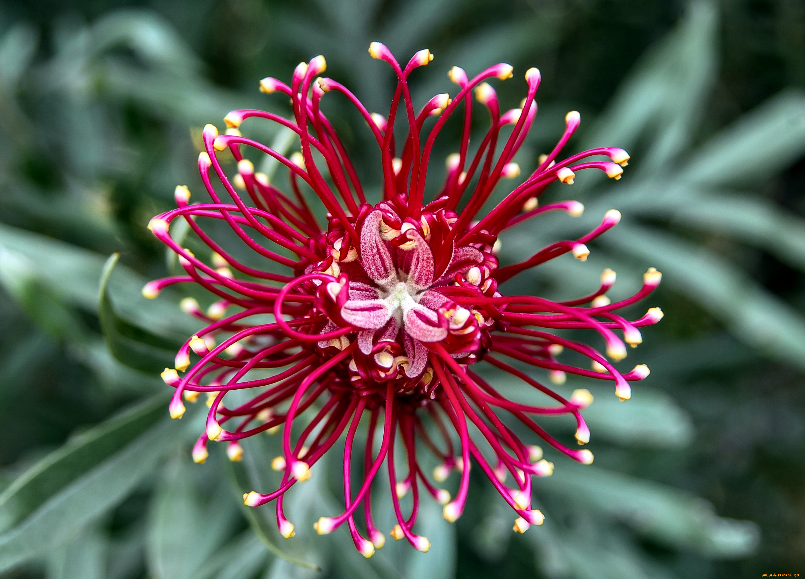 цветы, протея, гревиллея