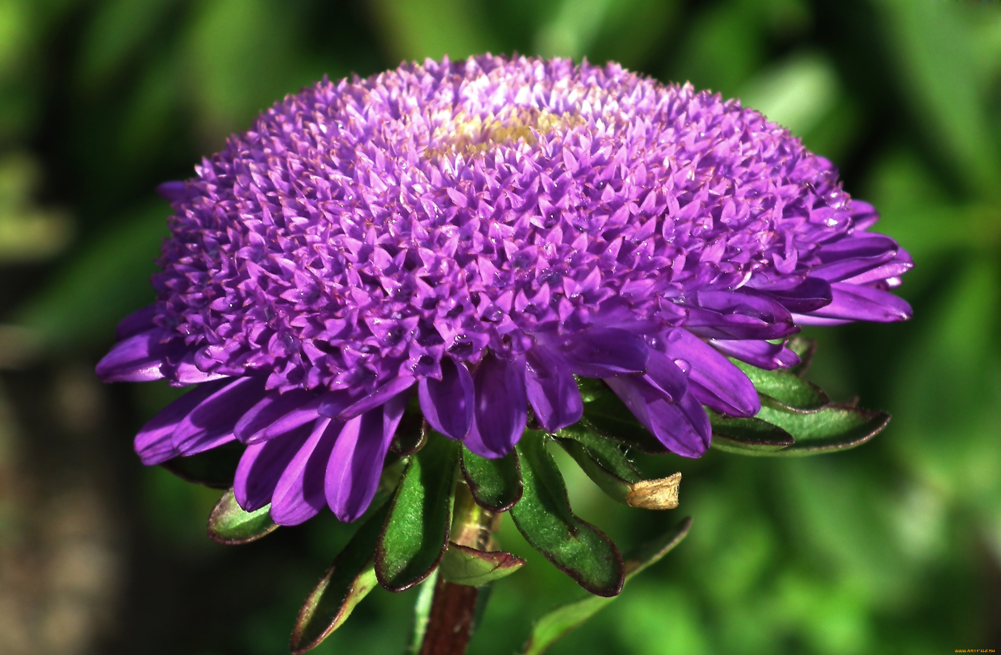 цветы, астры, капли, макро, лиловый