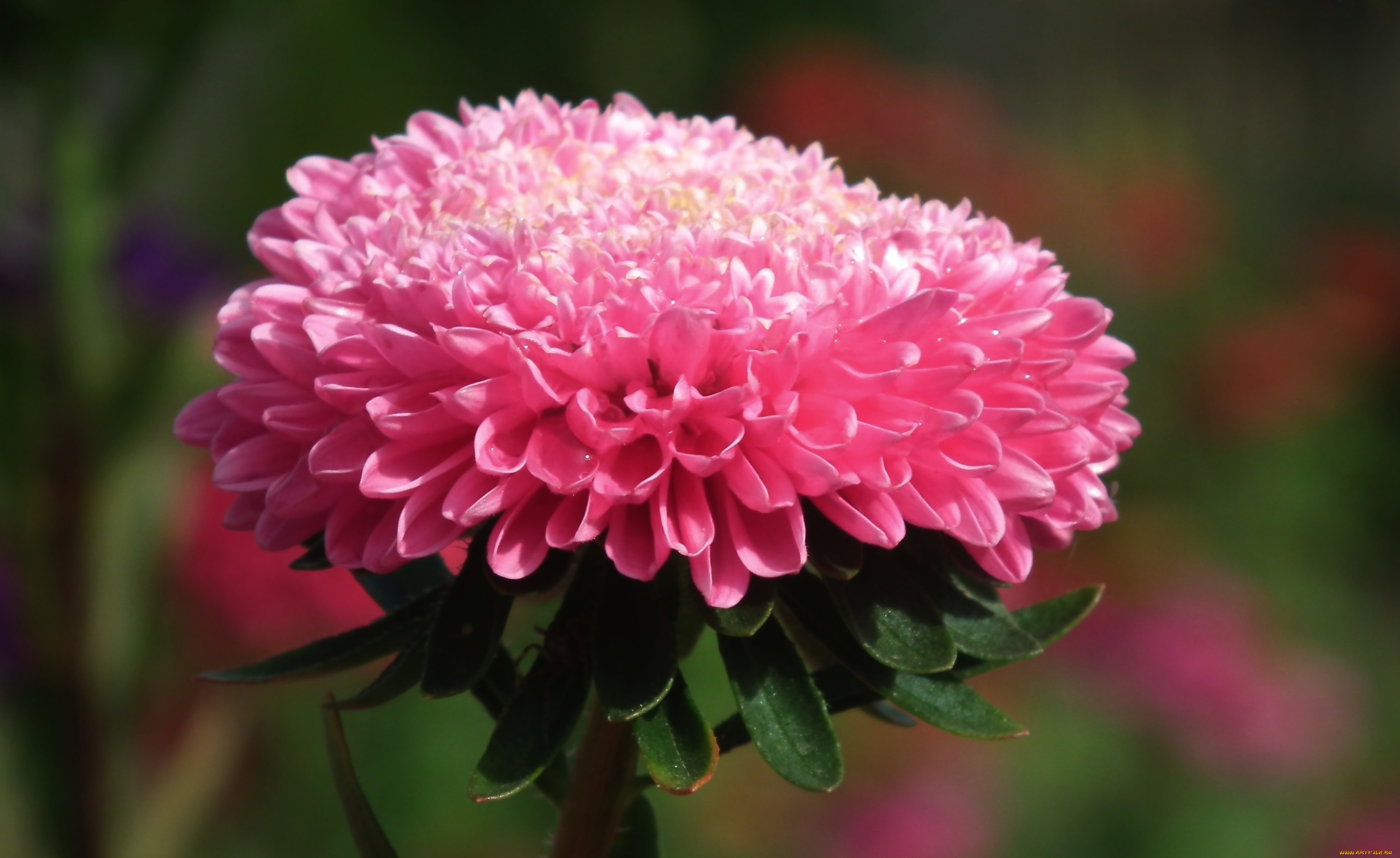 цветы, астры, розовый