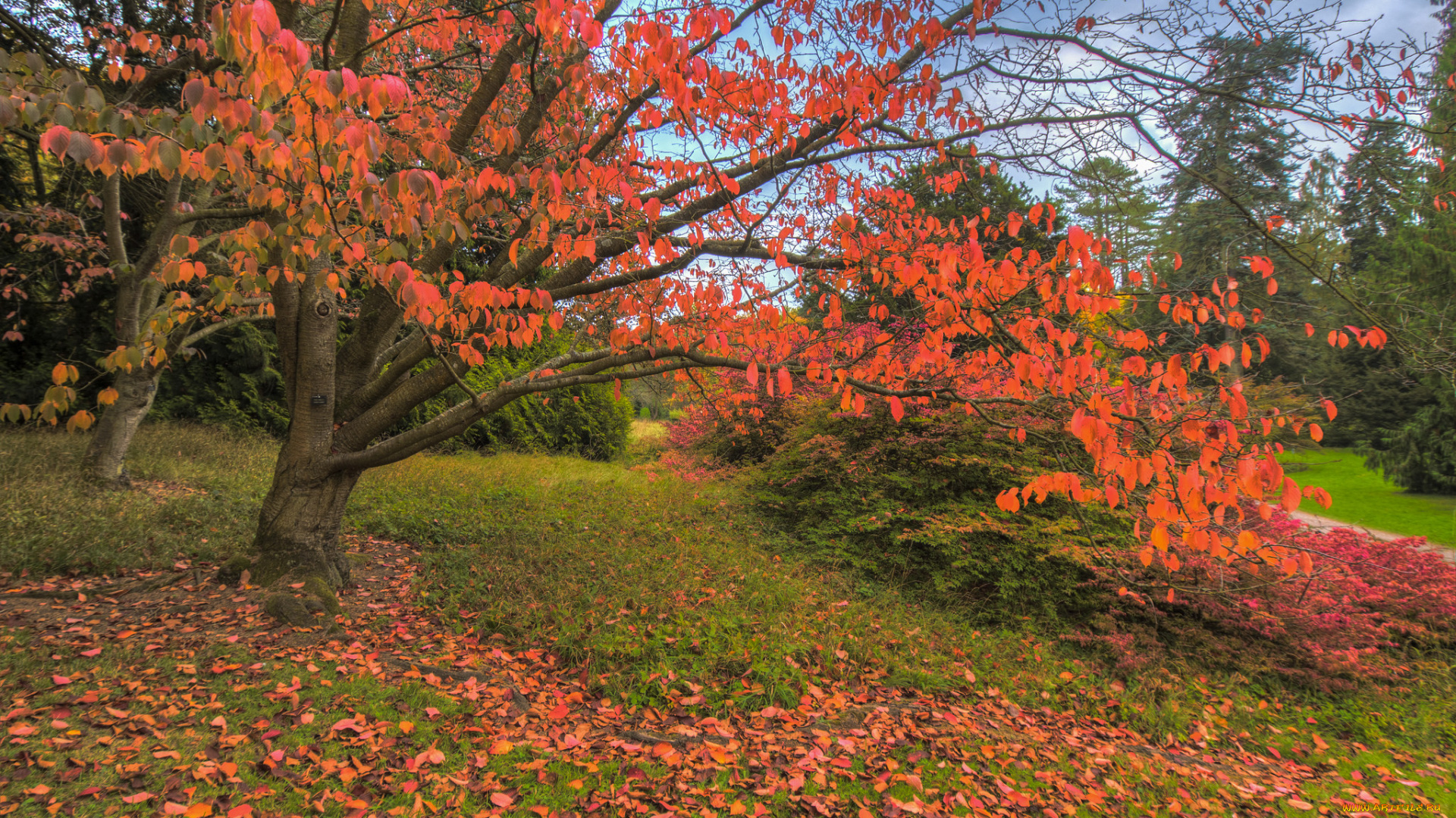 природа, лес, простор