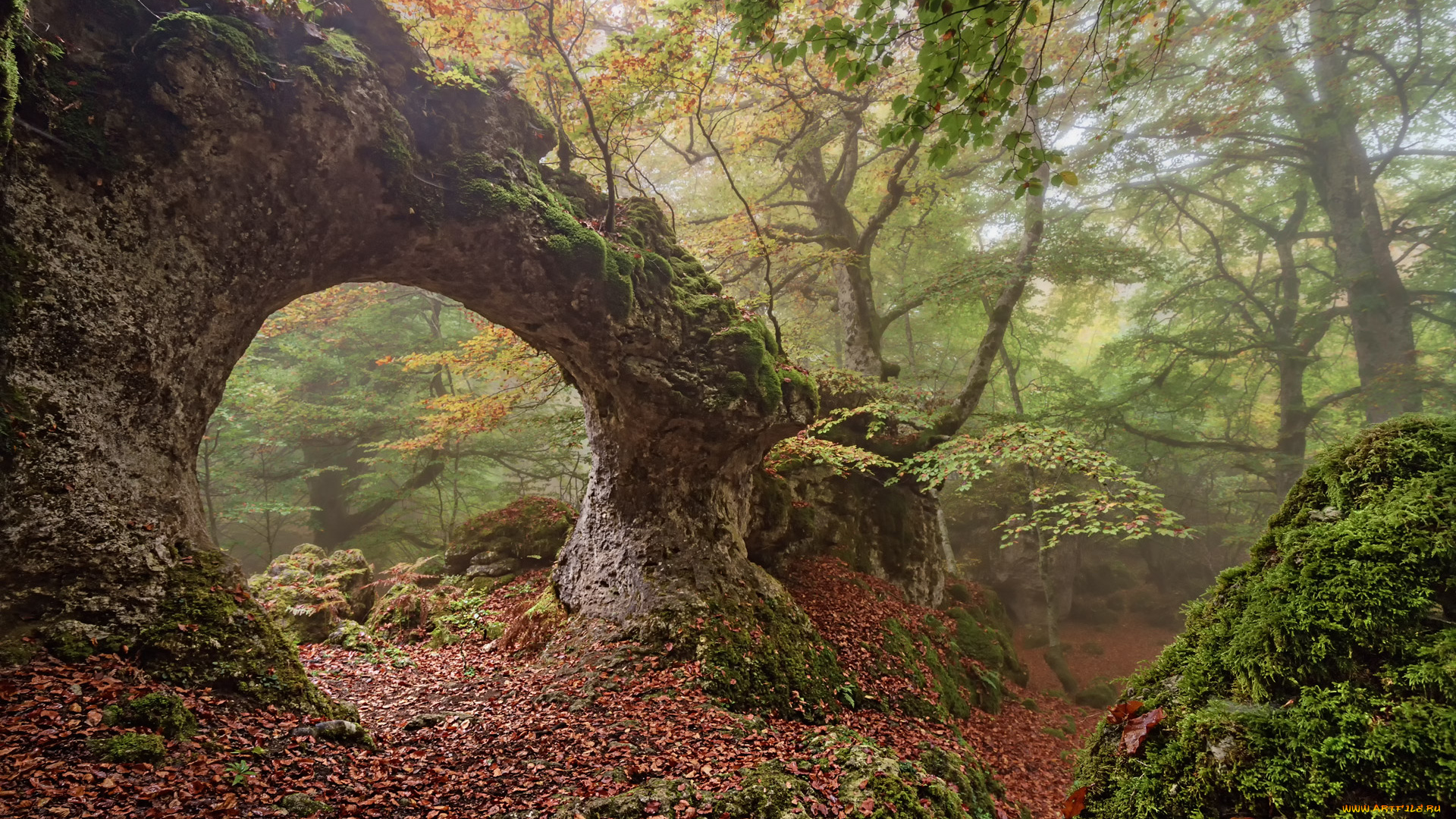 природа, лес, простор