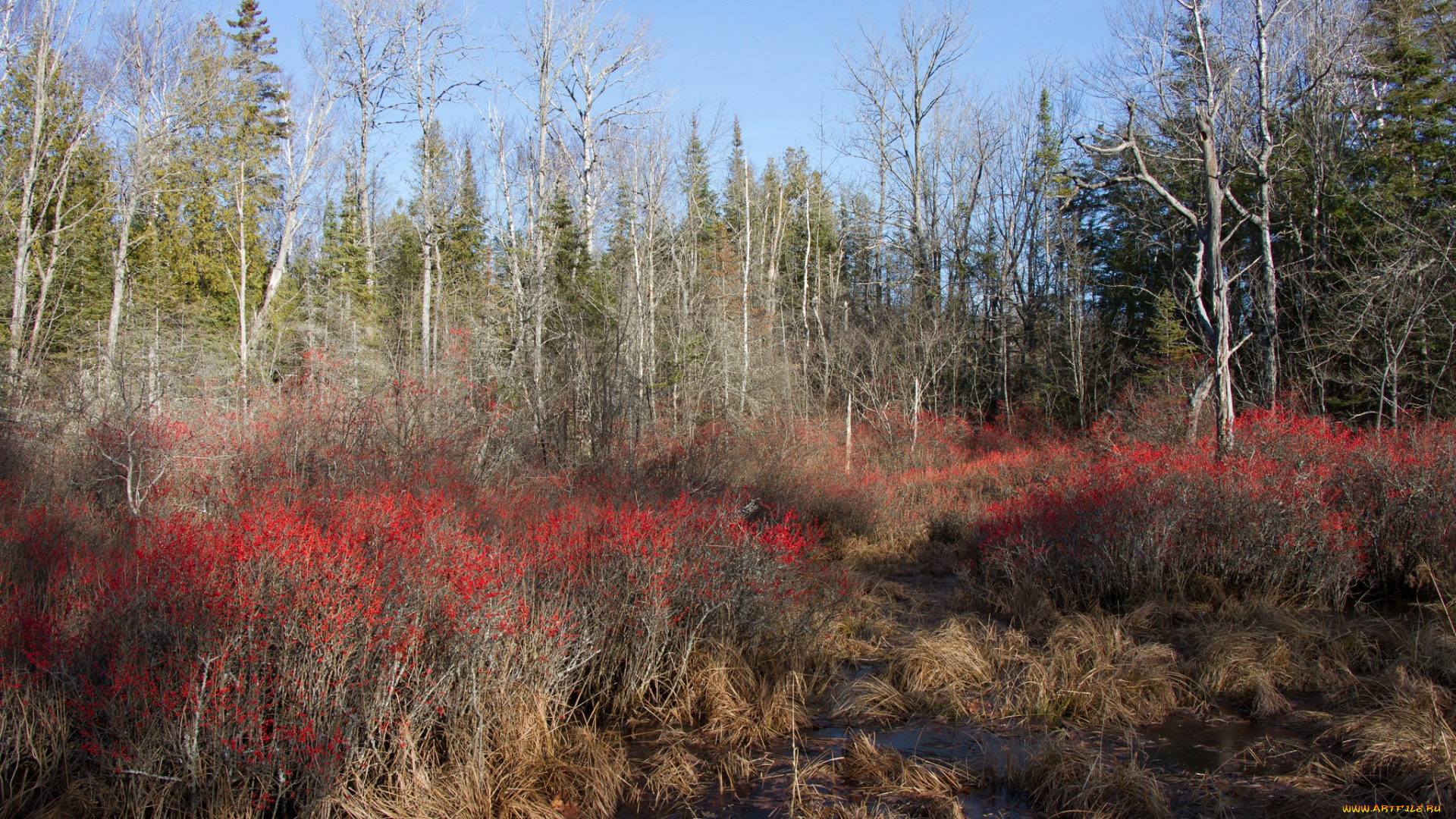 природа, лес, простор