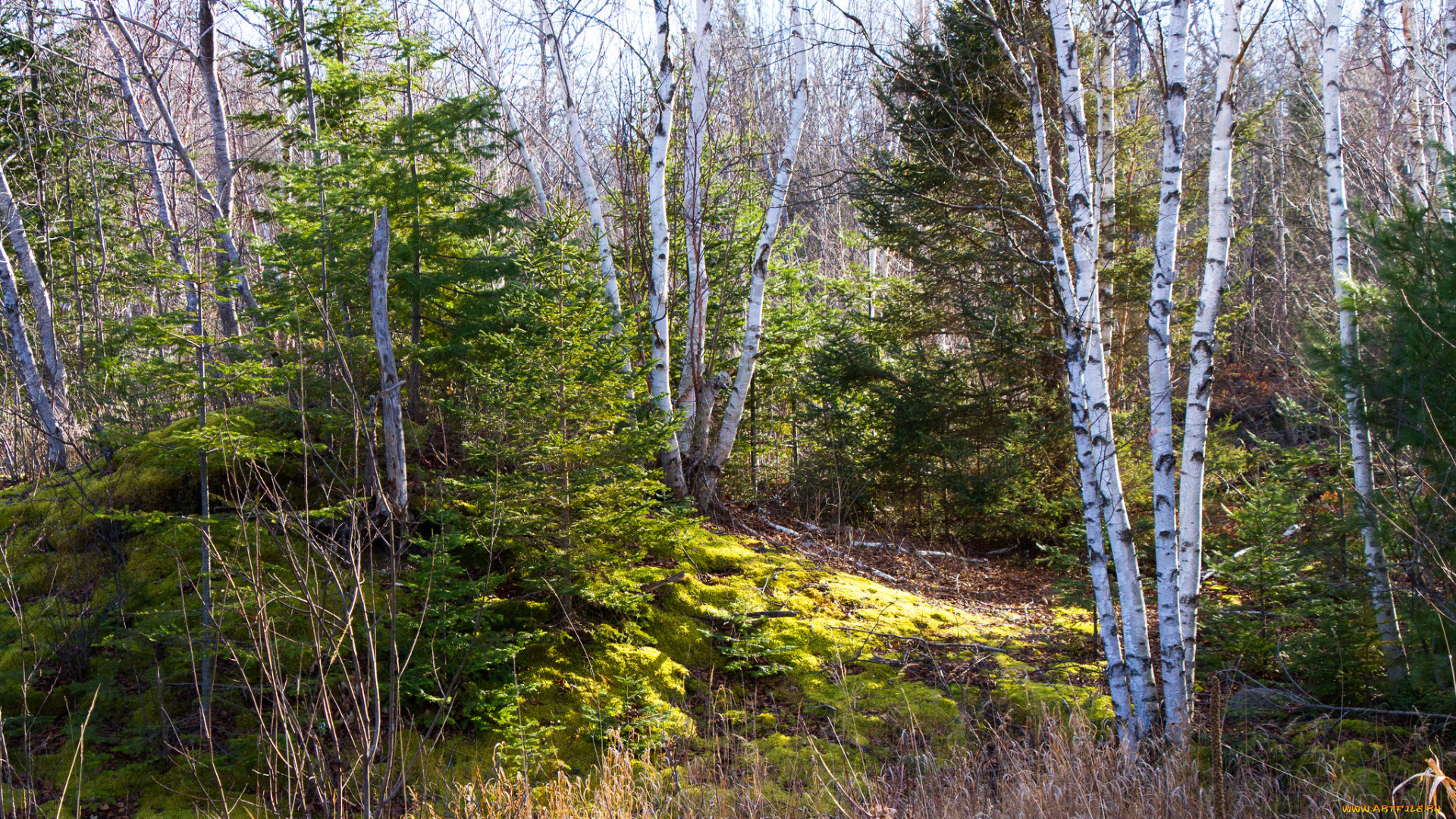 природа, лес, простор