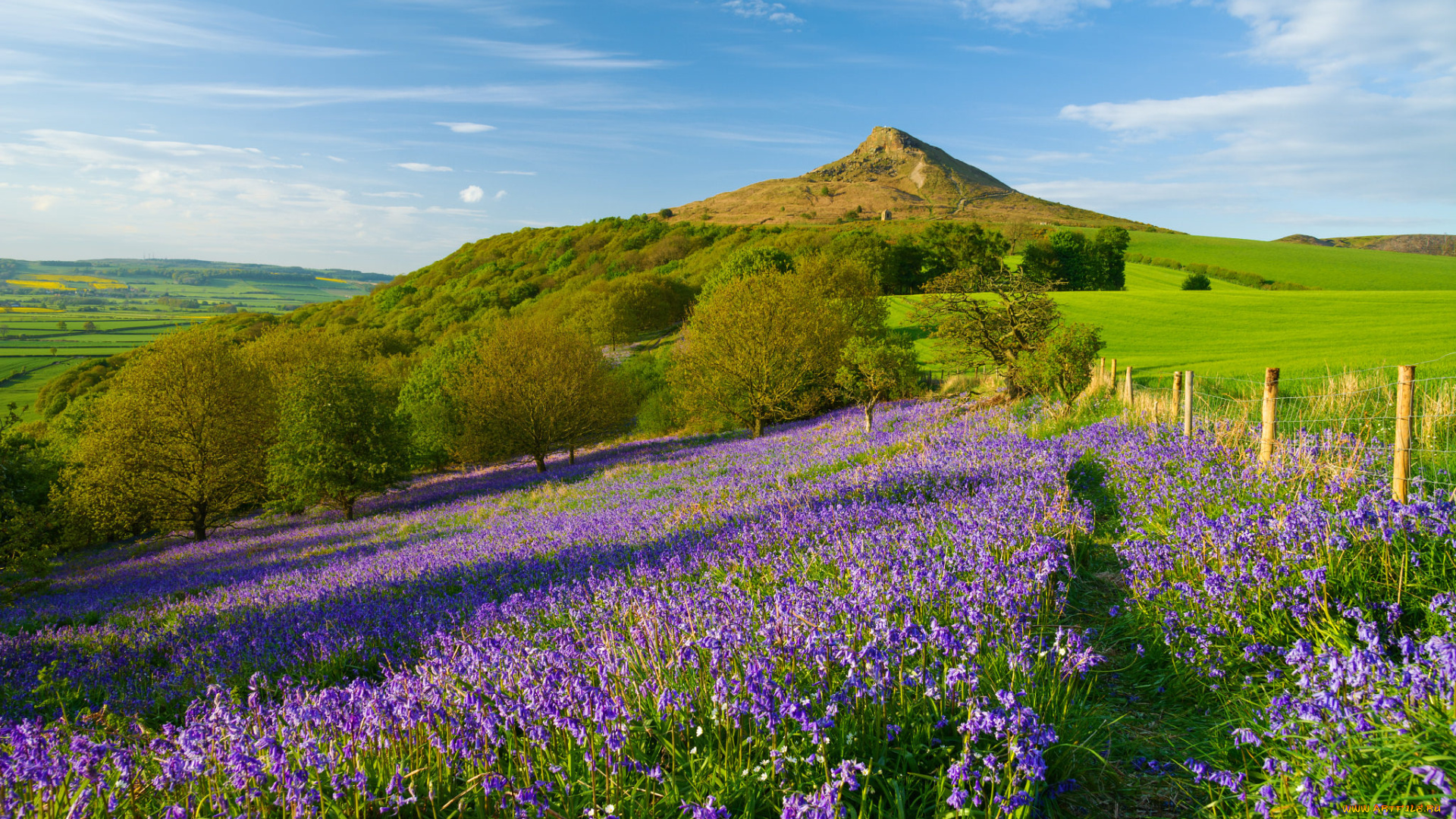 природа, луга, простор