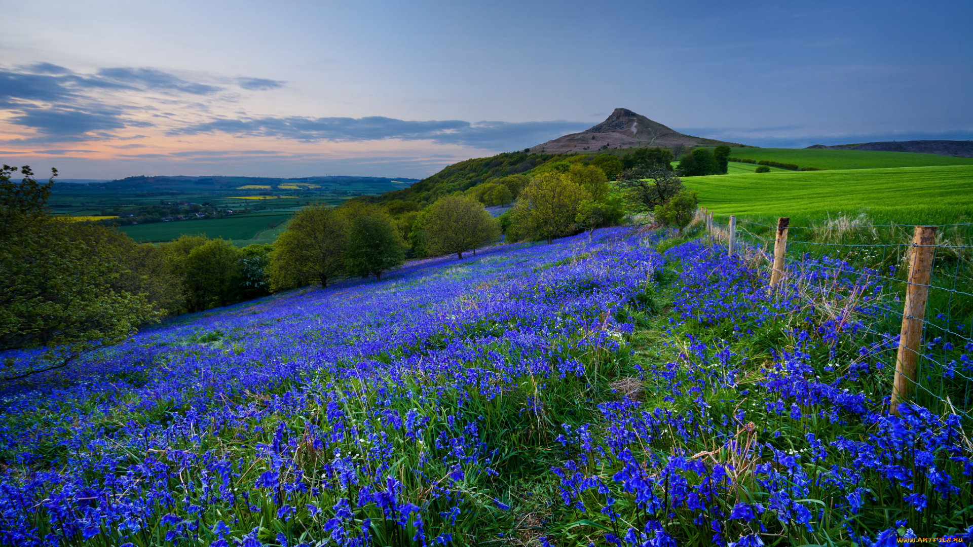 природа, луга, простор