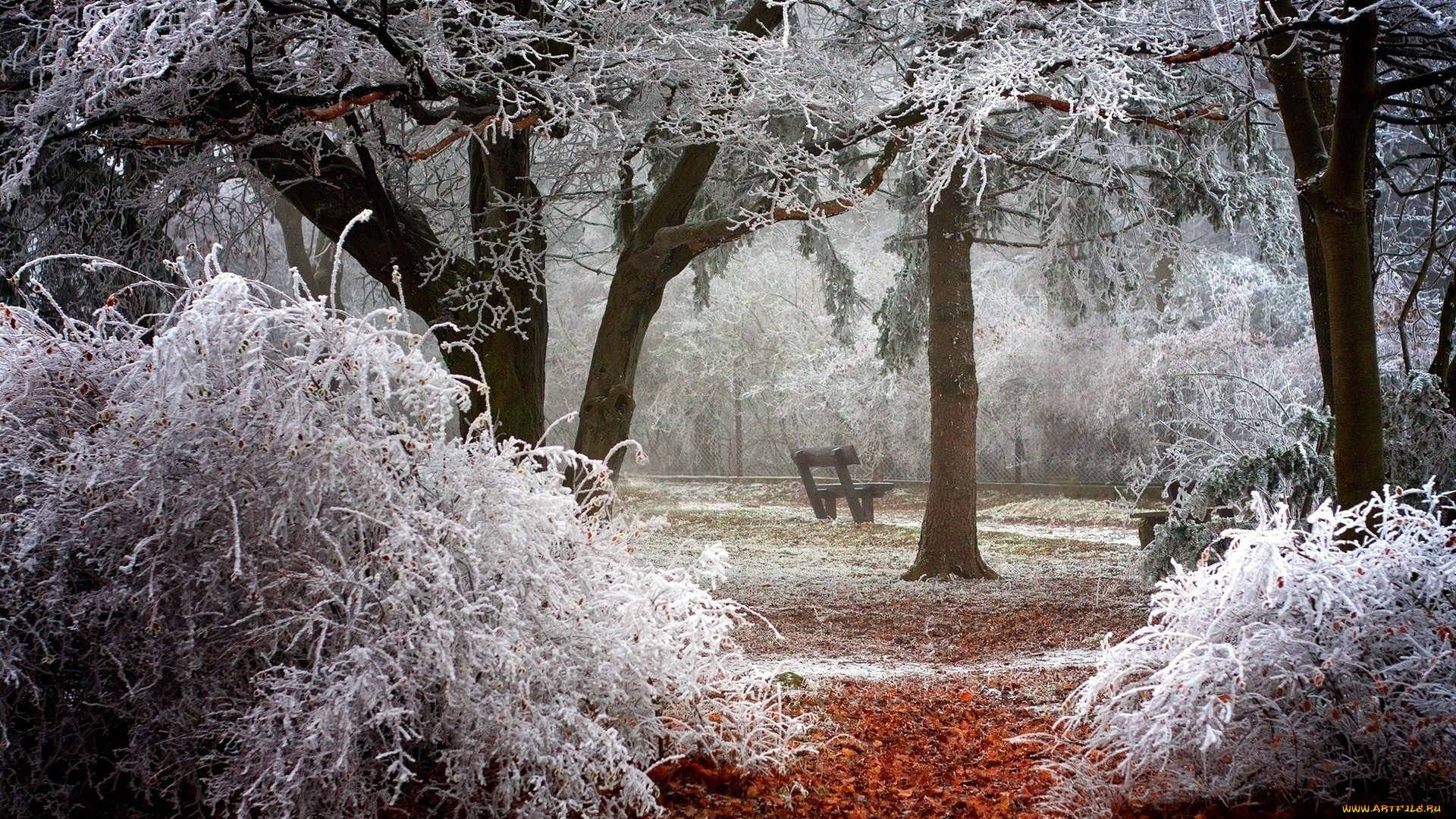 природа, парк, иней, скамейка, деревья
