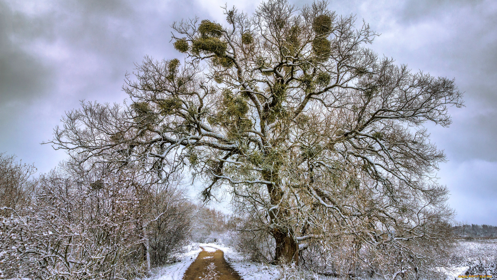 природа, зима, простор