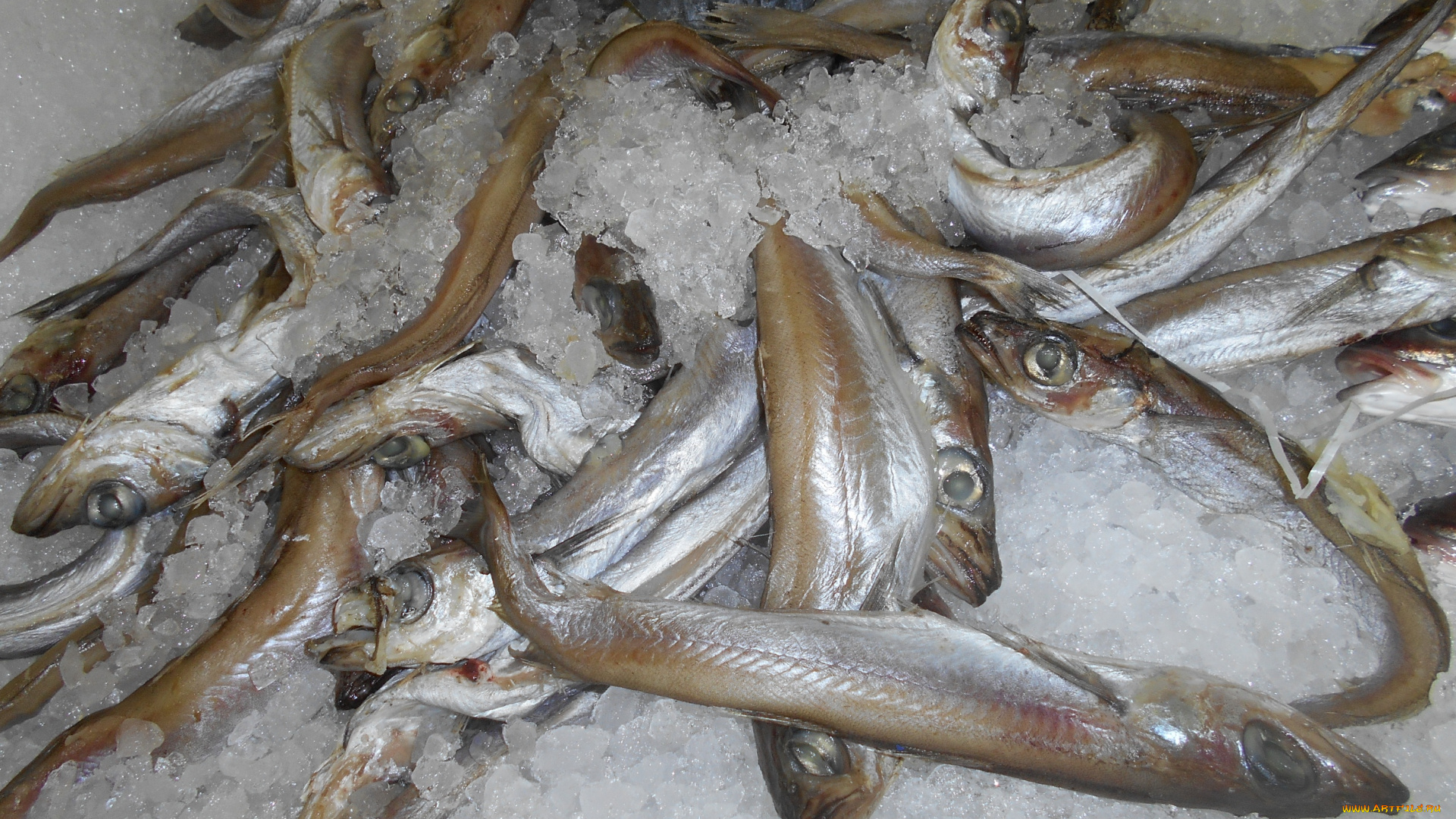 рыба, еда, , морепродукты, , суши, , роллы