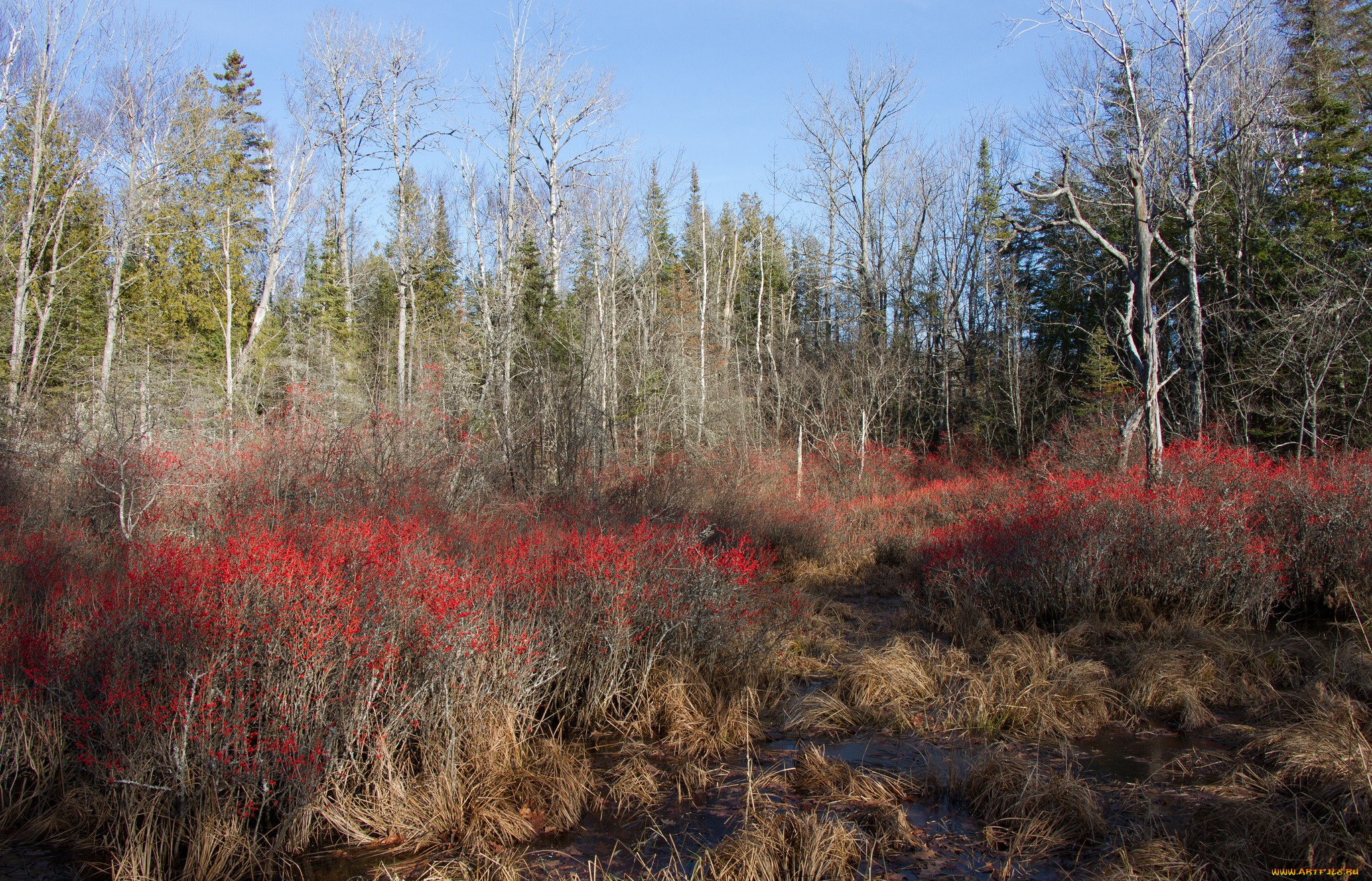 природа, лес, простор
