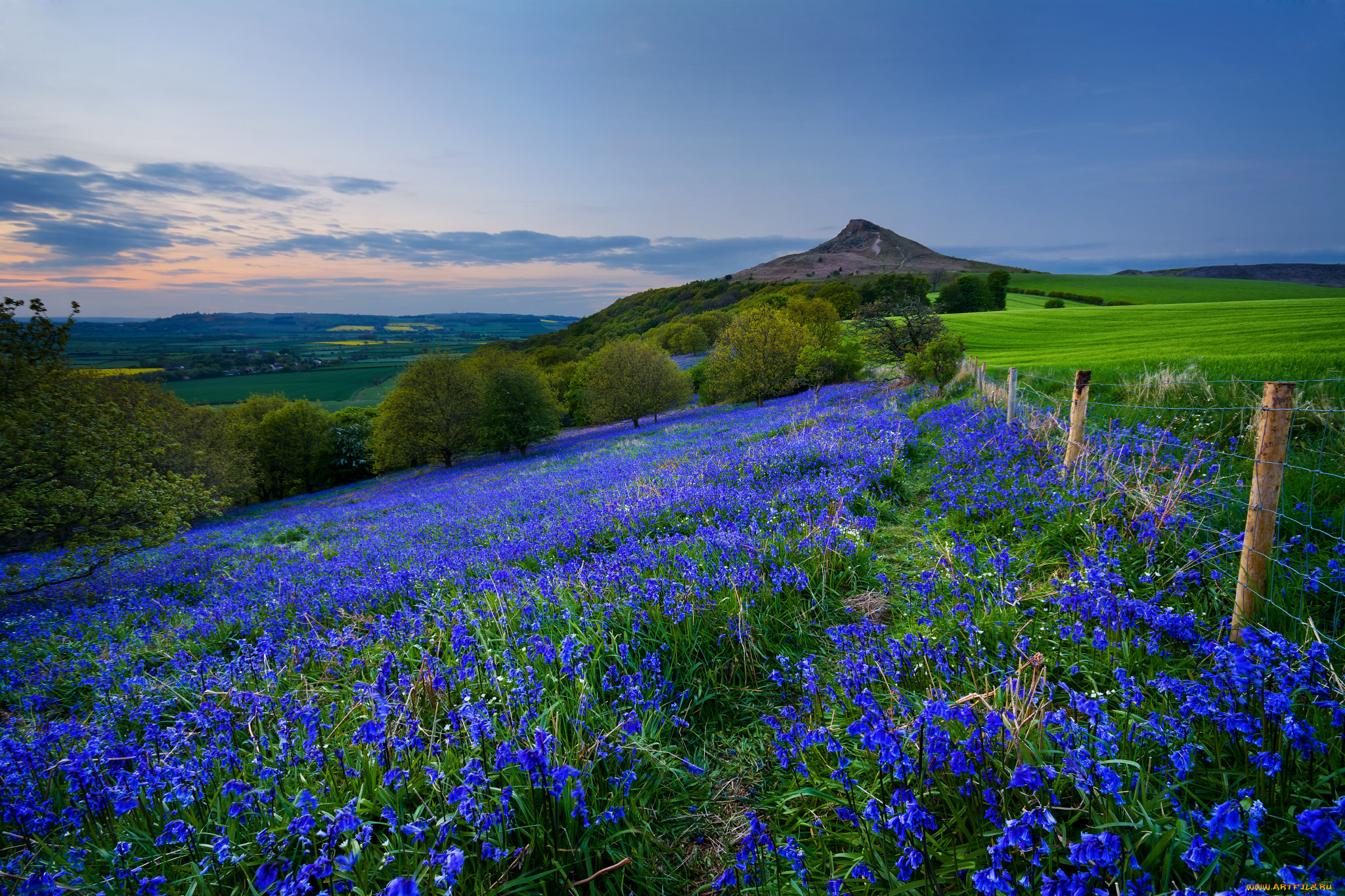 природа, луга, простор