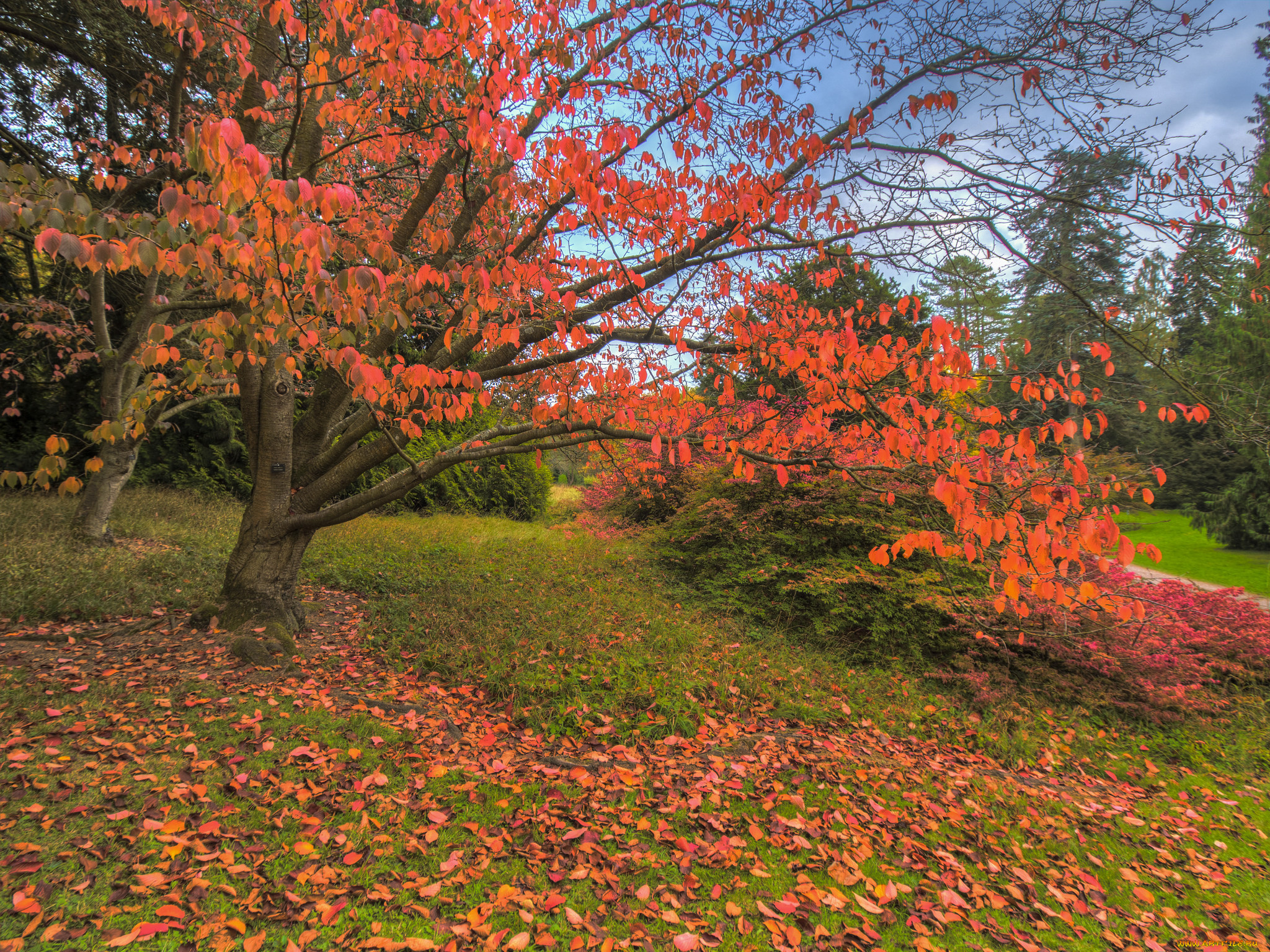 природа, лес, простор