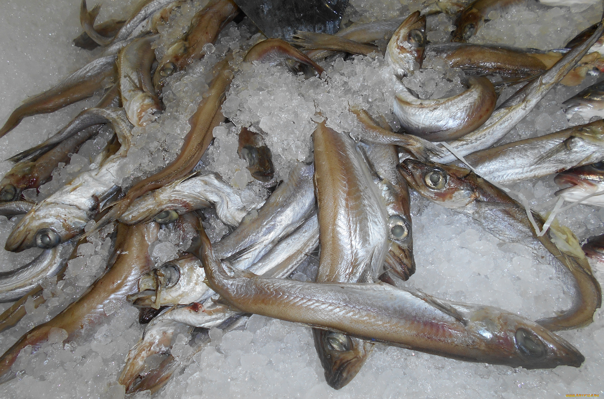 рыба, еда, , морепродукты, , суши, , роллы