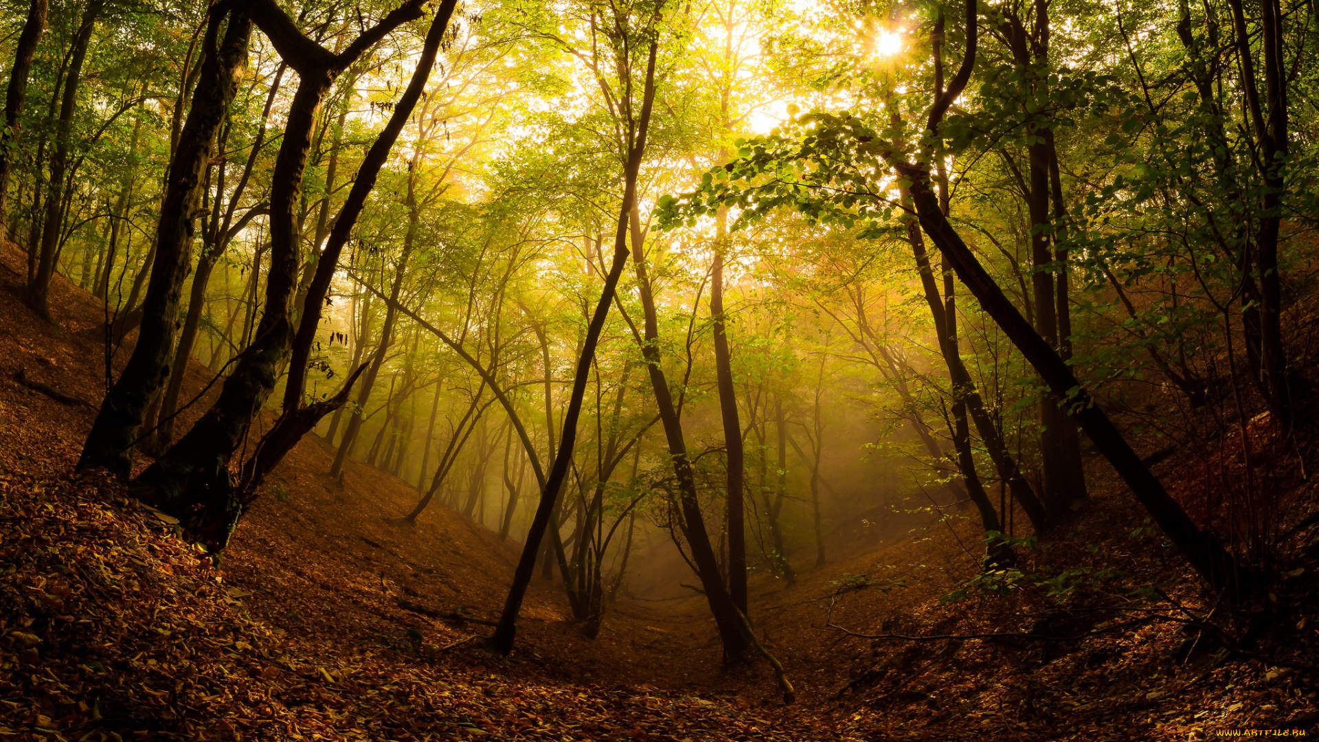 природа, лес, туман, осень