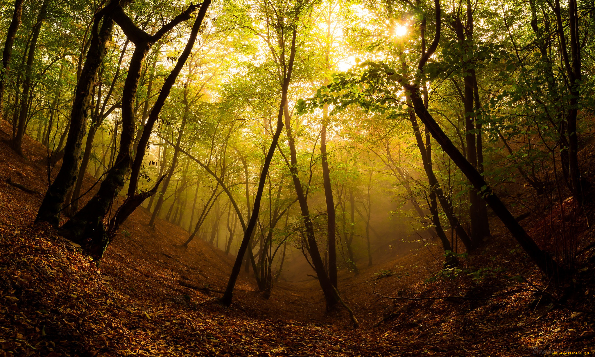 природа, лес, туман, осень