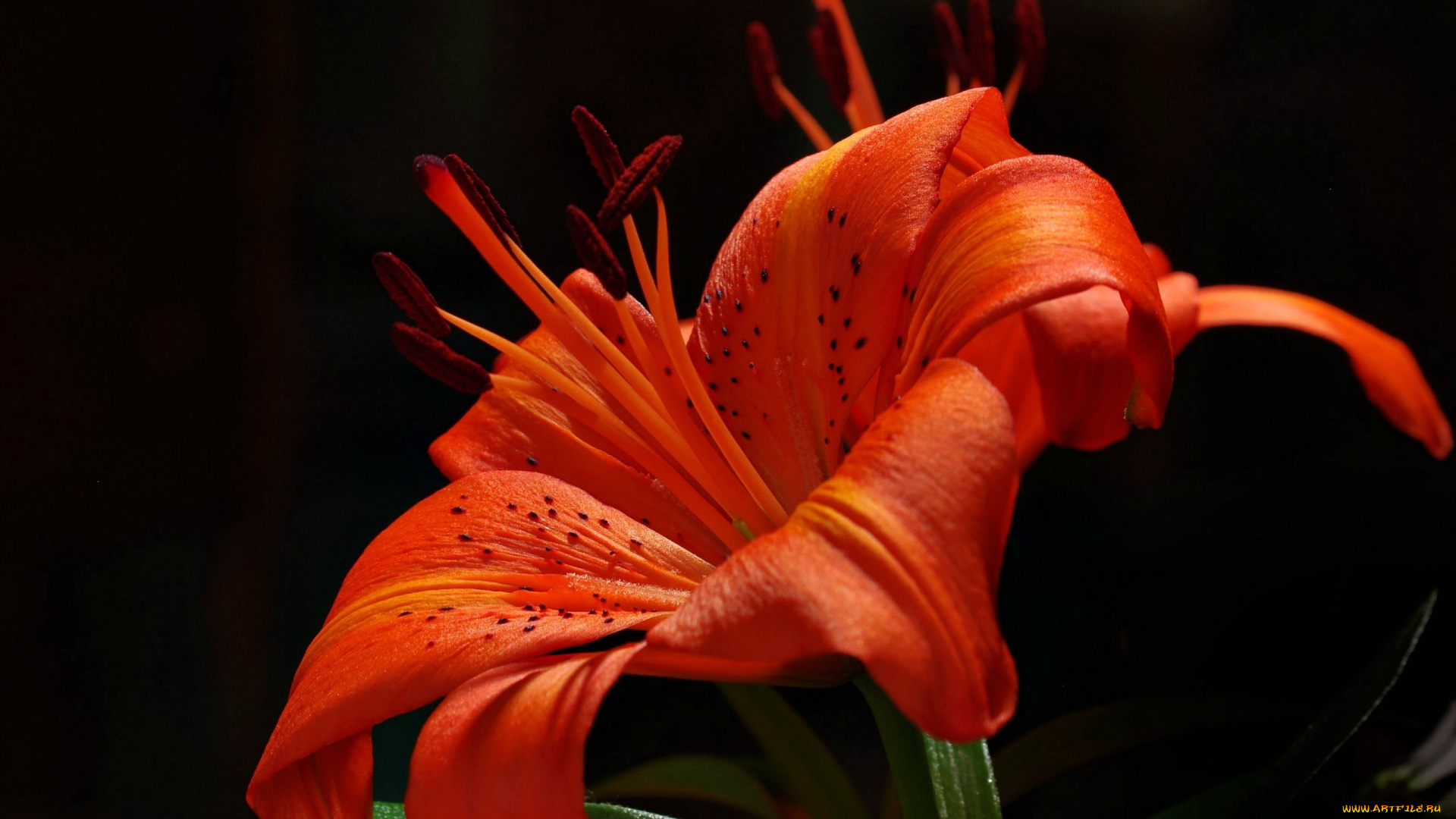 цветы, лилии, , лилейники, огненная, лилия, макро