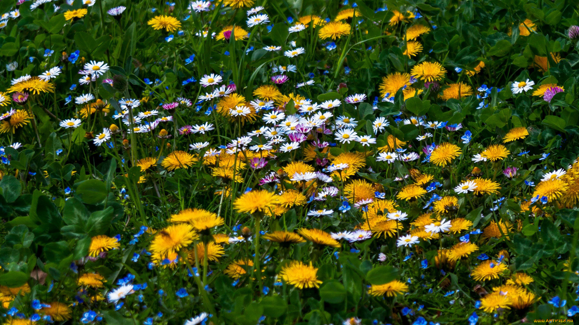 цветы, луговые, , полевые, , цветы, луг, ромашки, одуванчики, незабудки