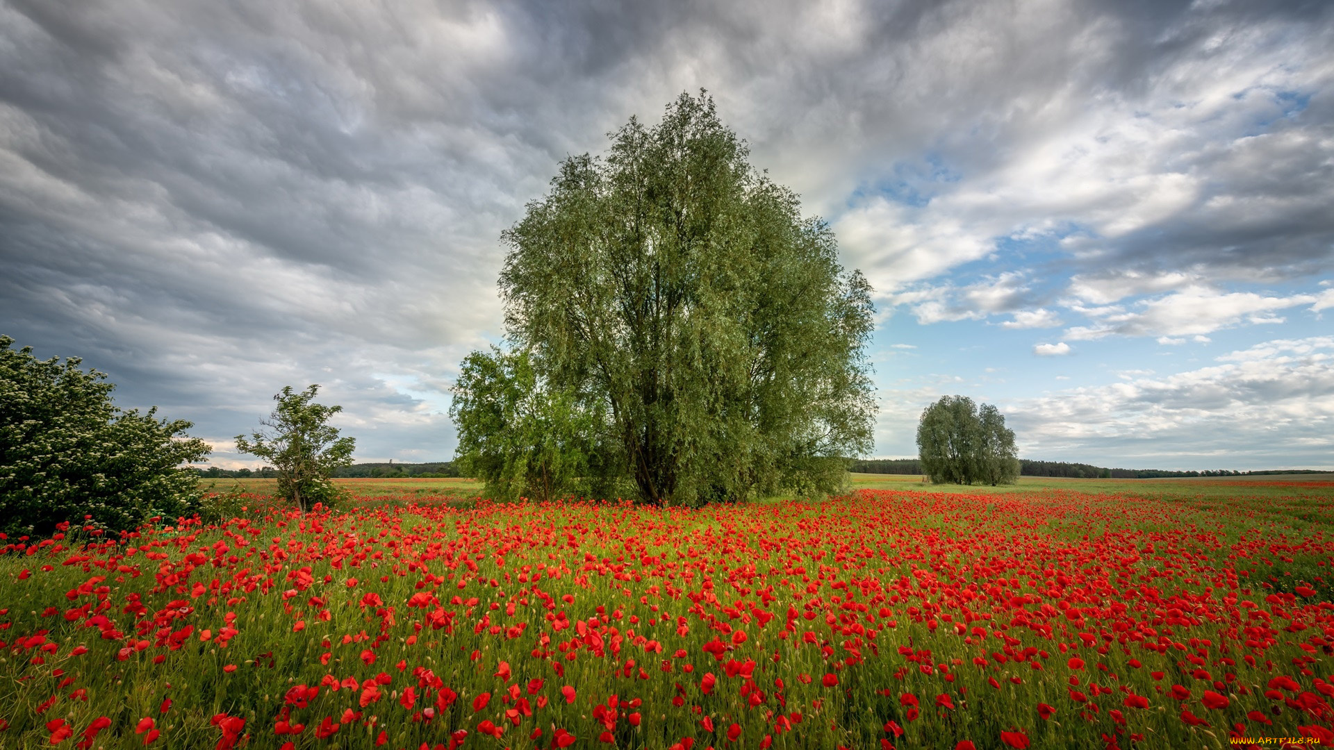 цветы, маки, луг, деревья, лето