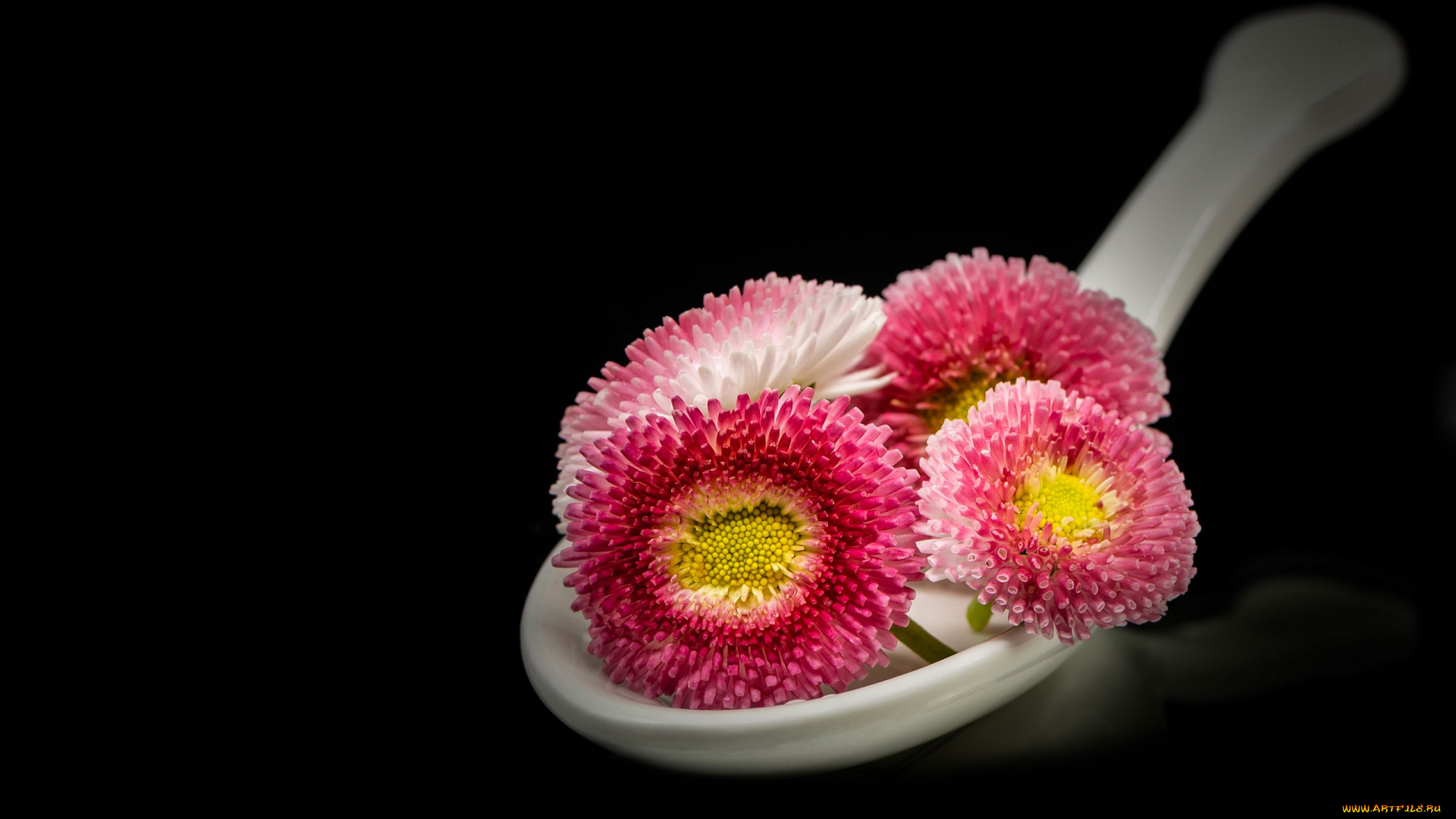 цветы, маргаритки, ложка, розовые