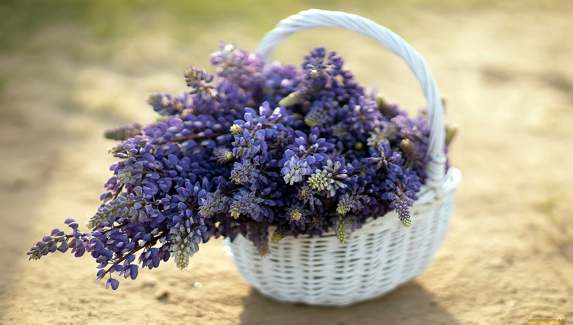 цветы, люпин, корзинка