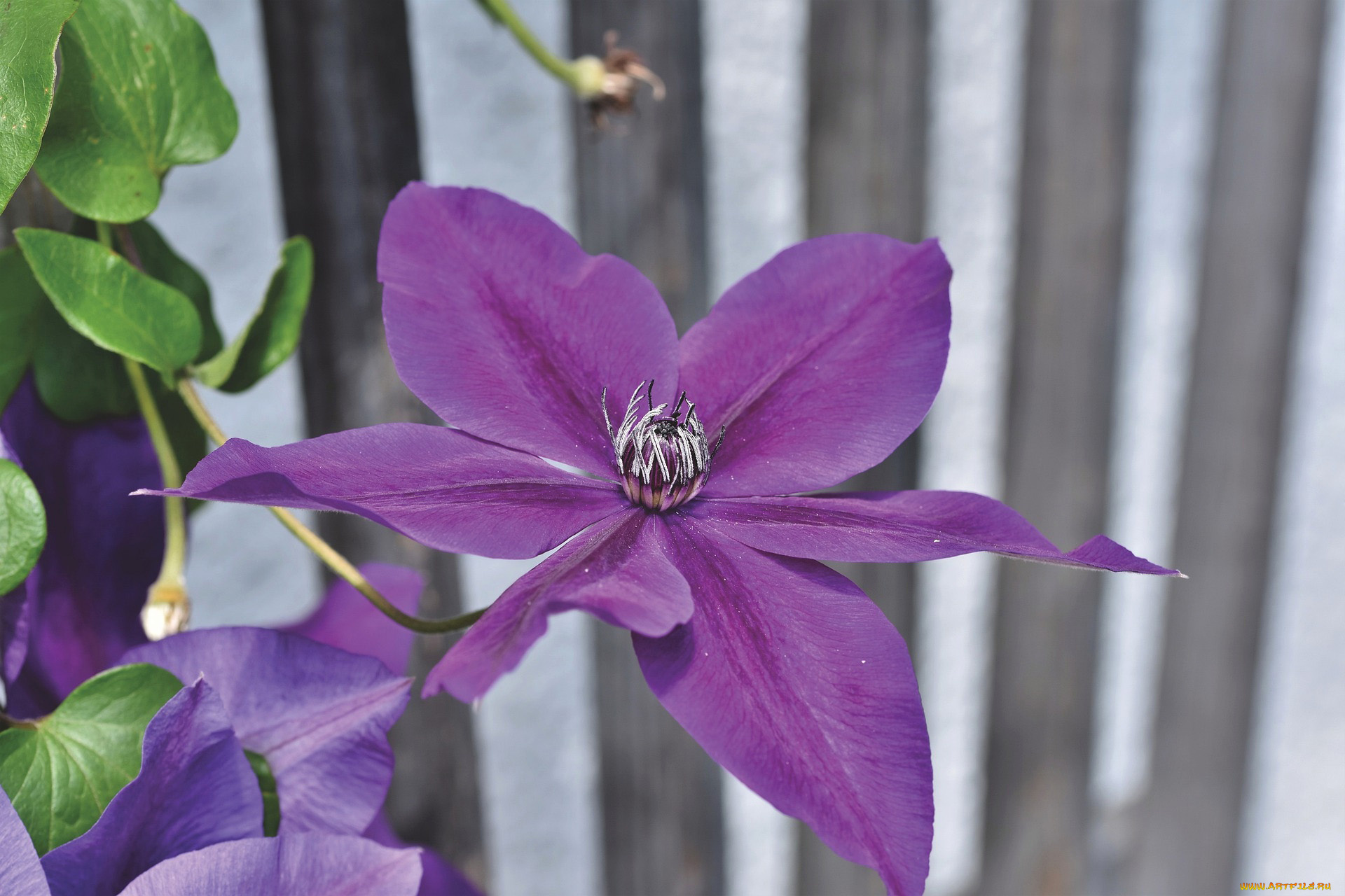 цветы, клематис, , ломонос, лиловый