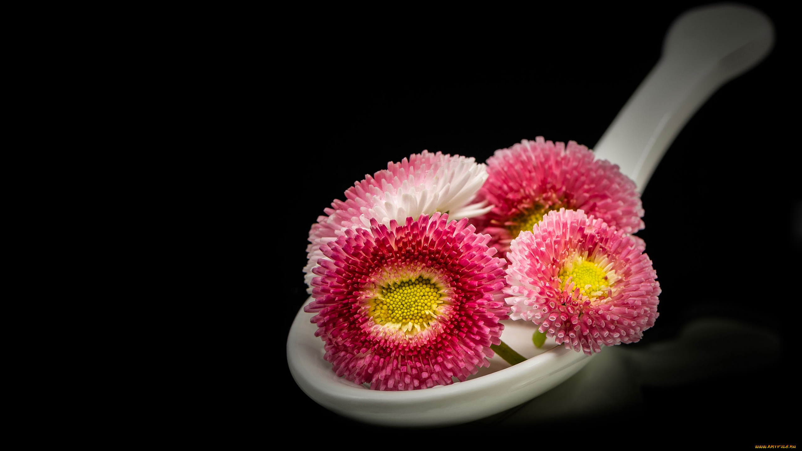 цветы, маргаритки, ложка, розовые