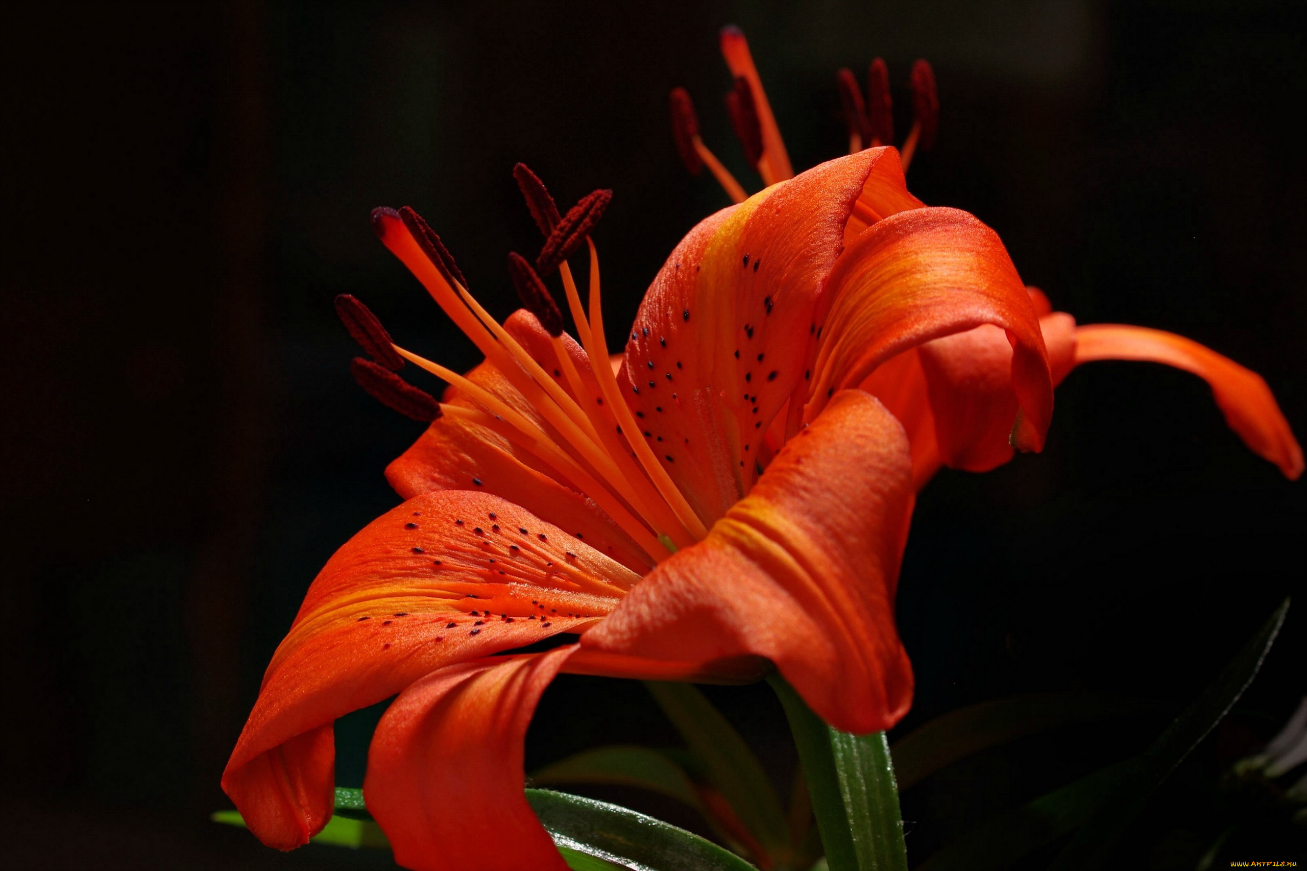 цветы, лилии, , лилейники, огненная, лилия, макро