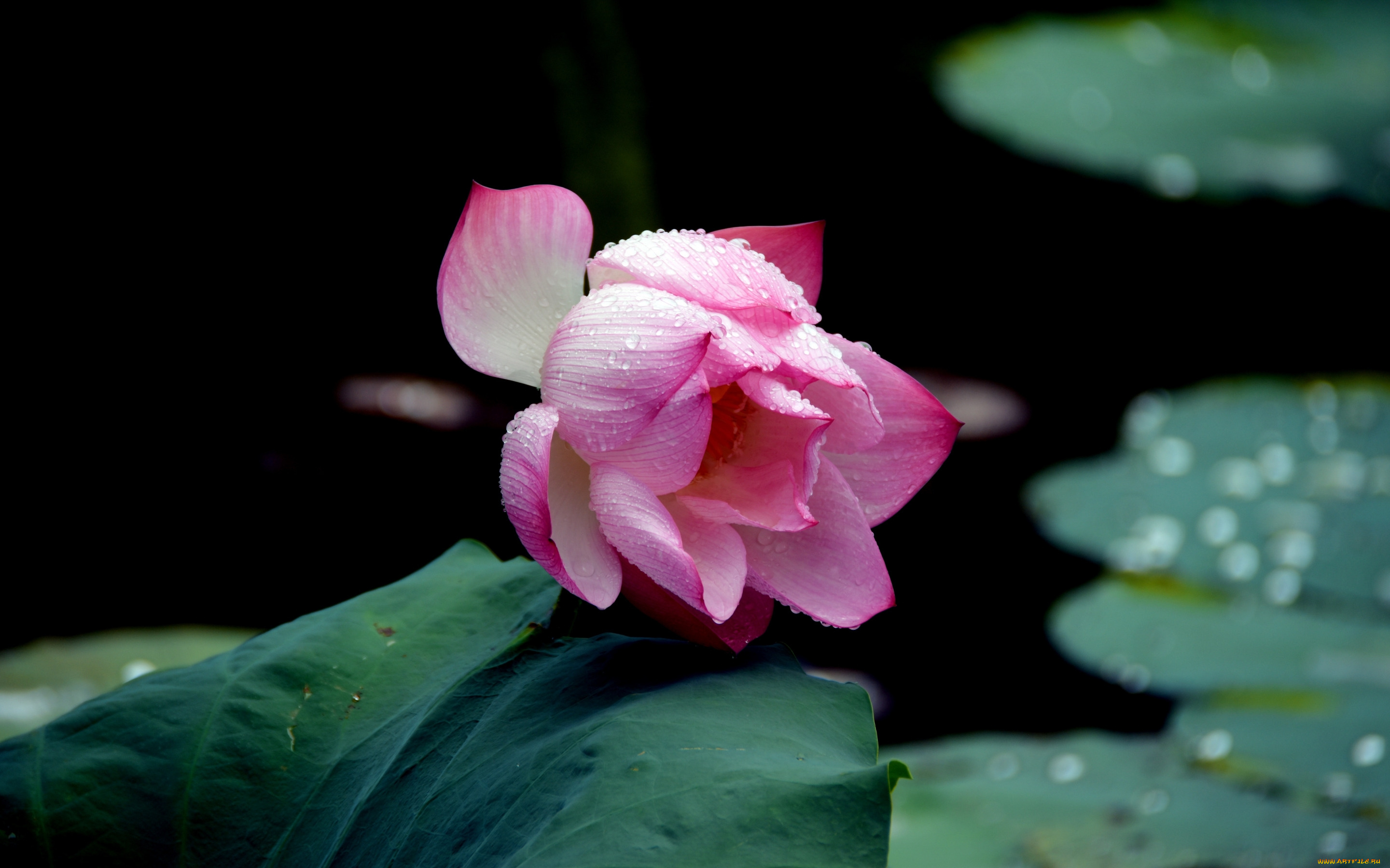 цветы, лотосы, лист, лотос, капли