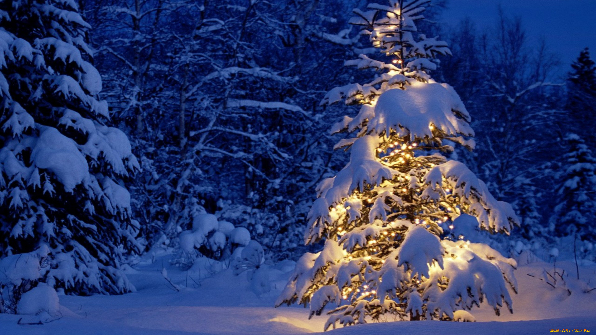 праздничные, ёлки, ёлка, огни, снег, лес
