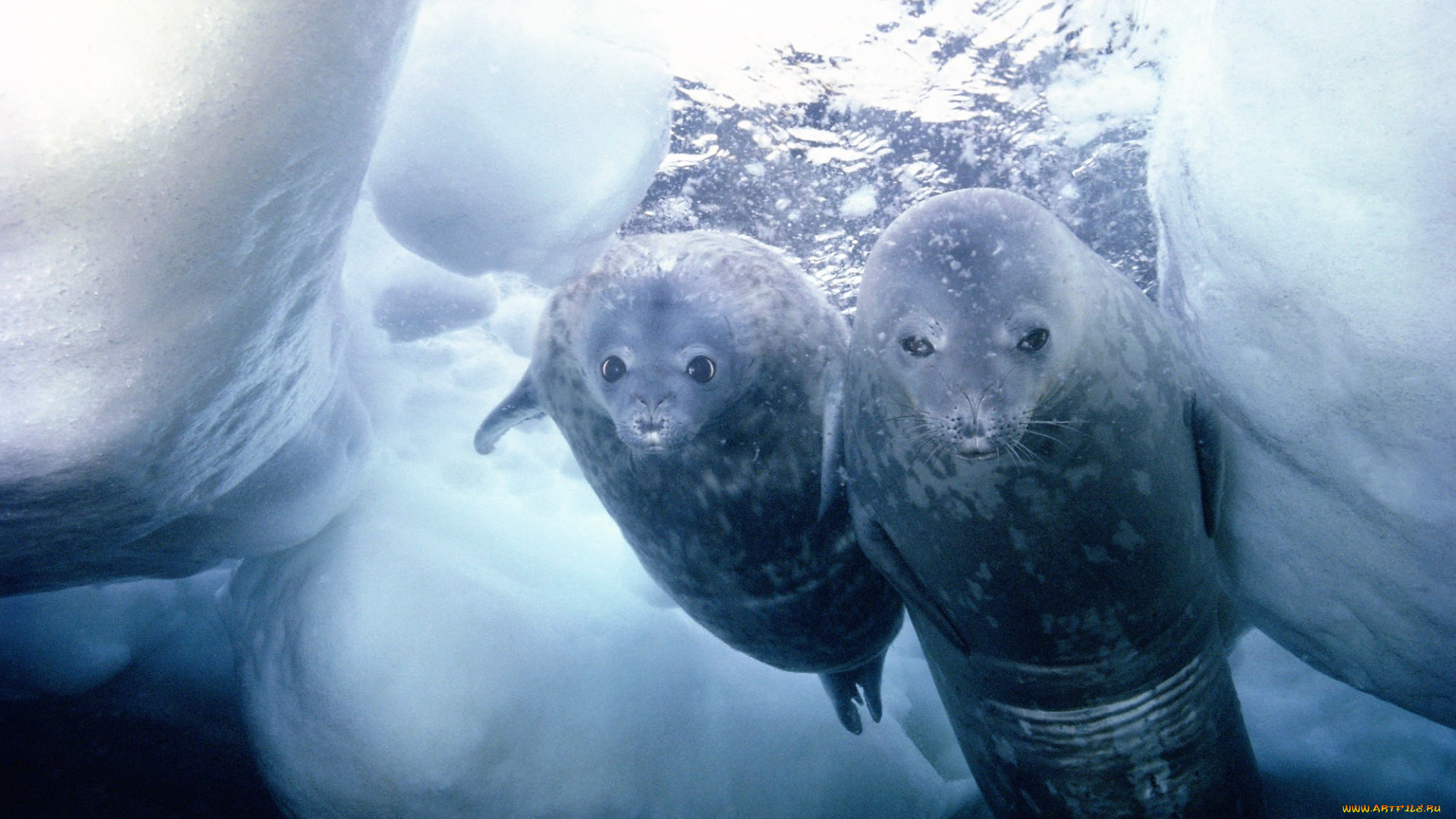 животные, тюлени, , морские, львы, , морские, котики, нерпы, лед, море