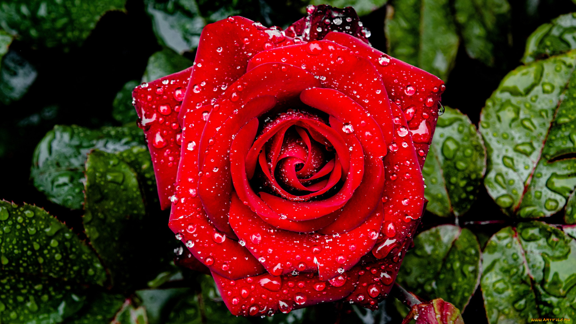 цветы, розы, красная, роза, бутон, макро, капли
