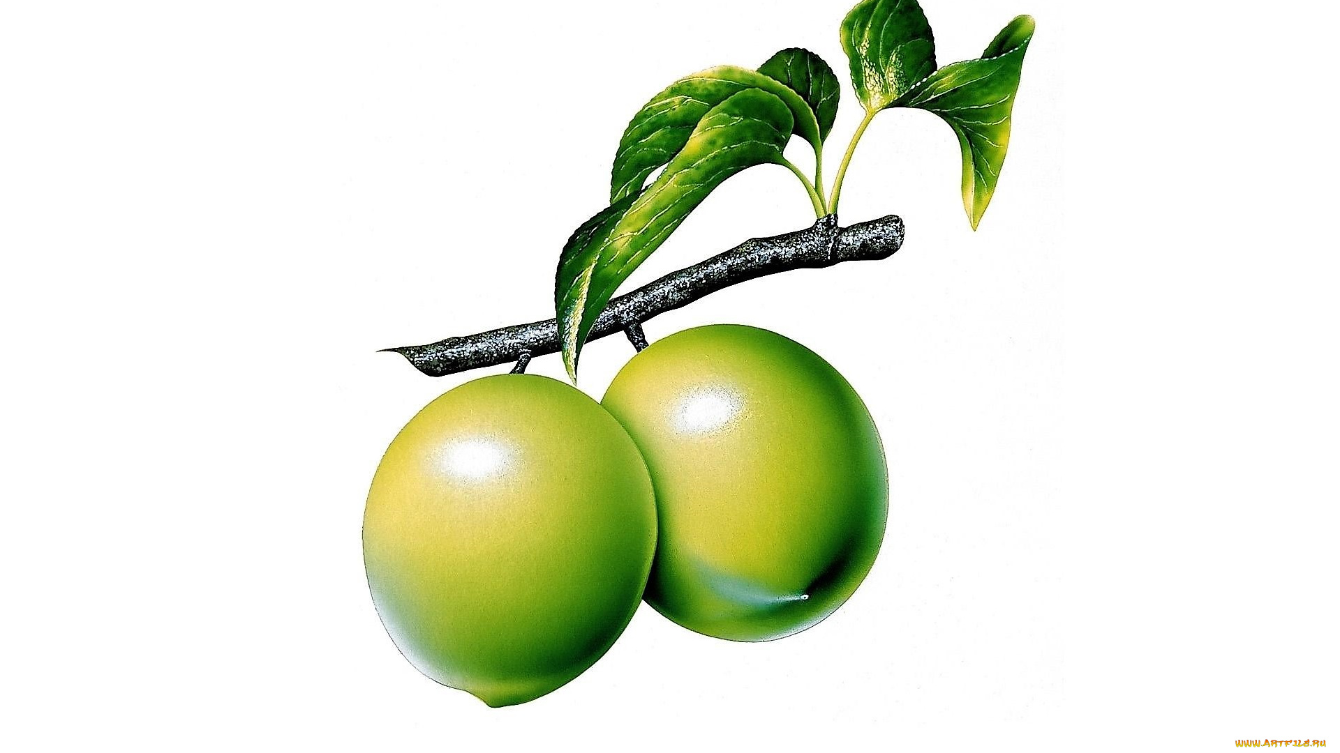 рисованное, еда, ветка, листья, плоды