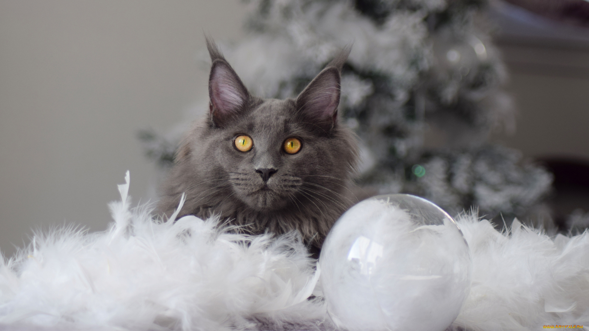 животные, коты, кот, кошка