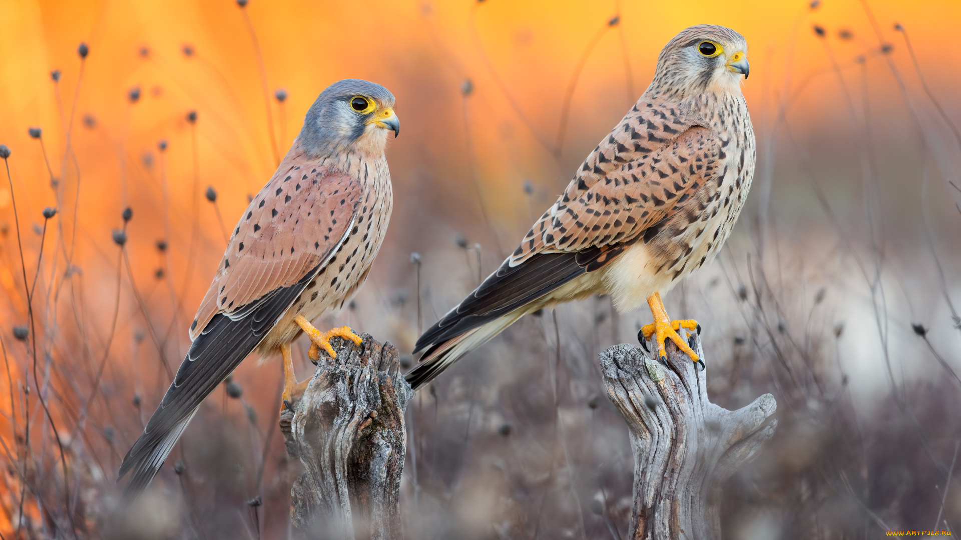 животные, птицы, -, хищники, птицы, пара, соколы