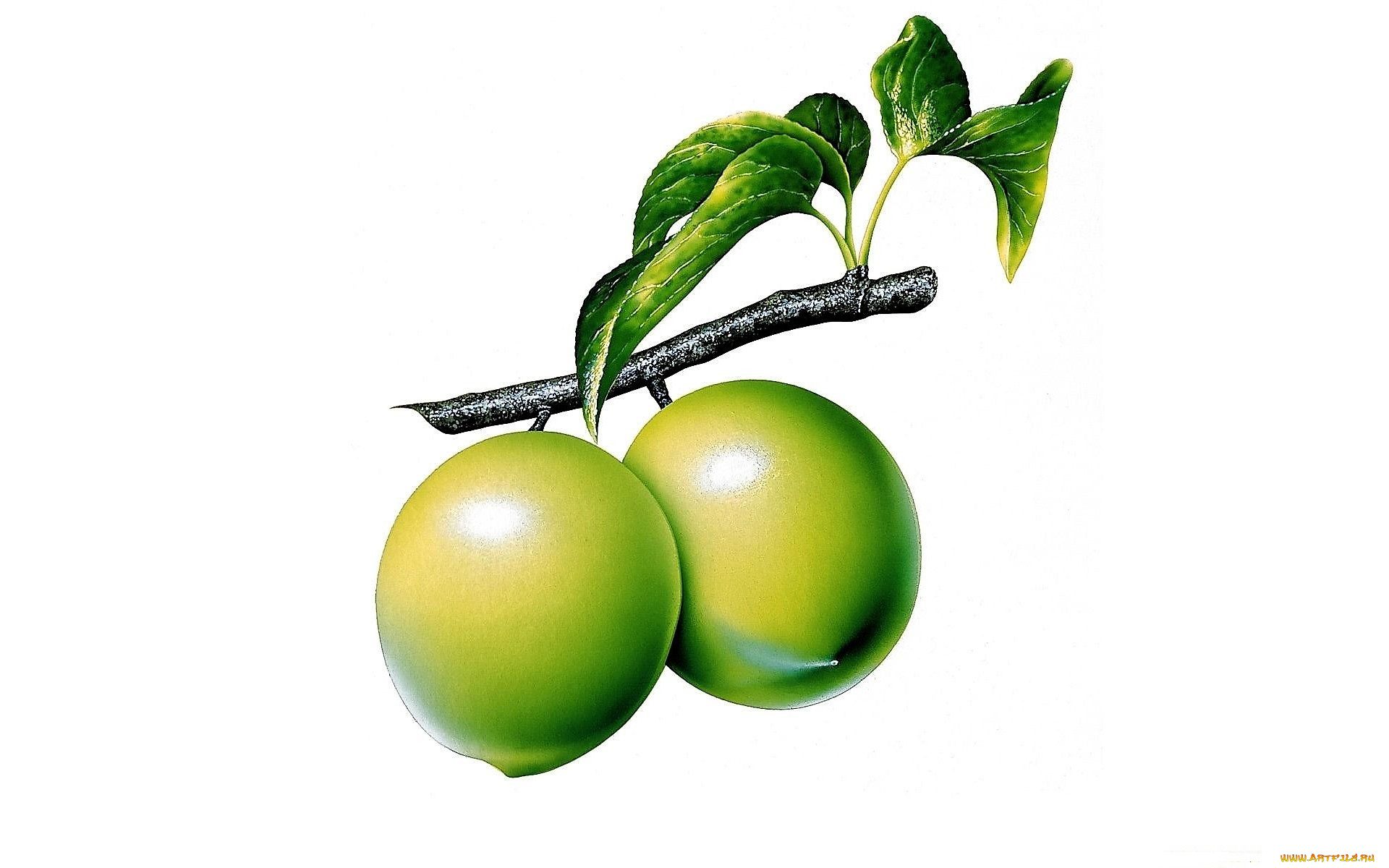 рисованное, еда, ветка, листья, плоды