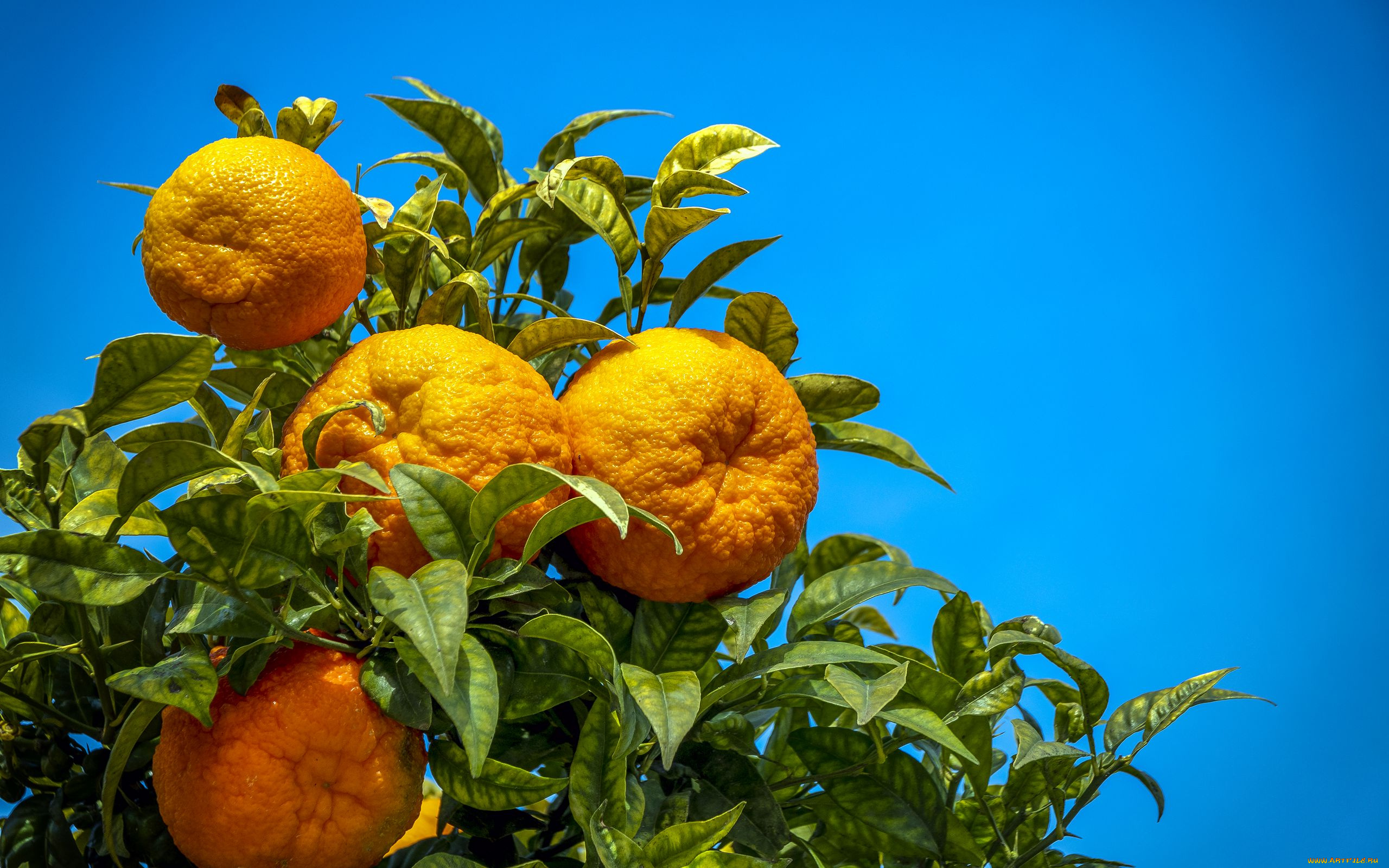 природа, плоды, апельсины