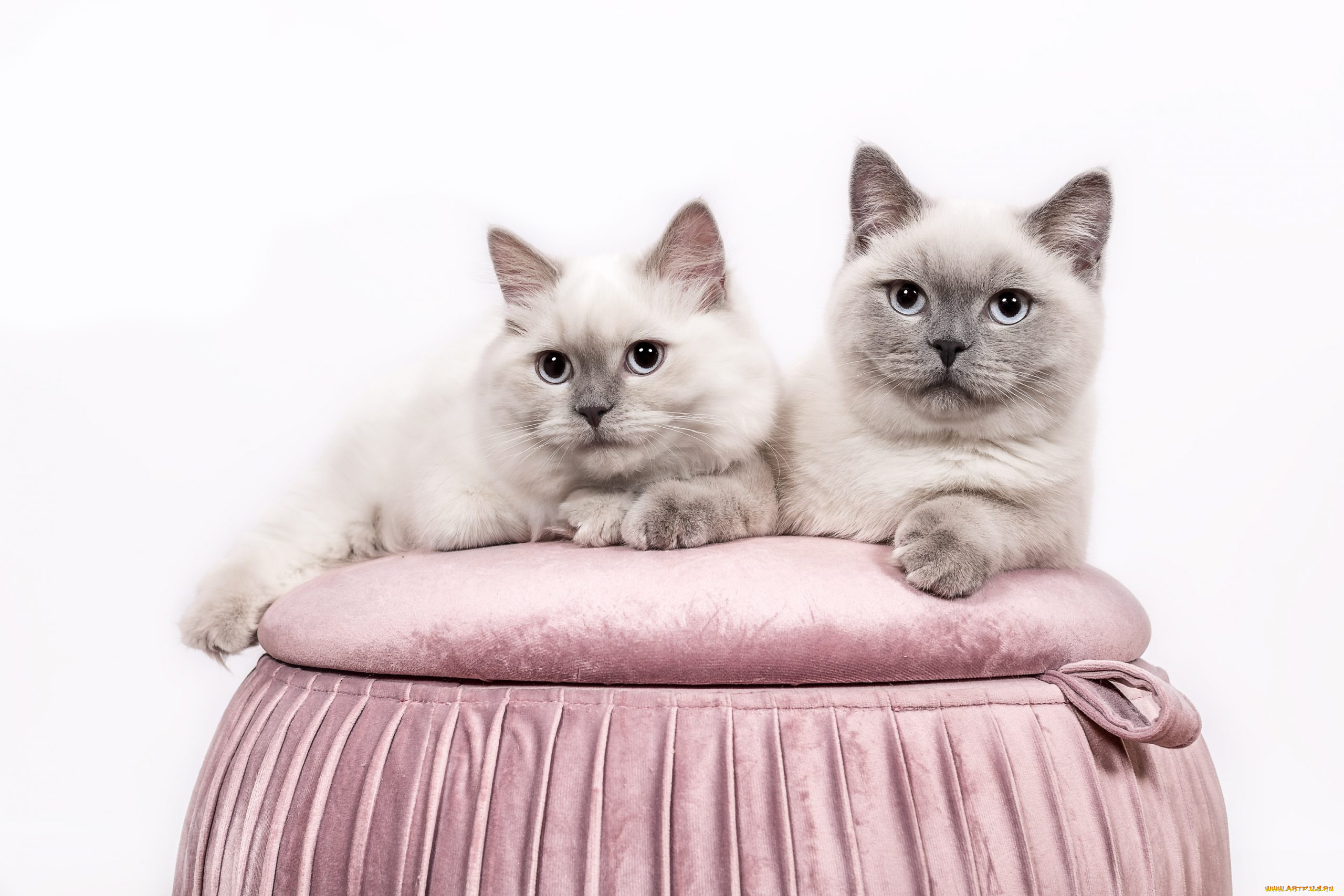 животные, коты, кот, кошка