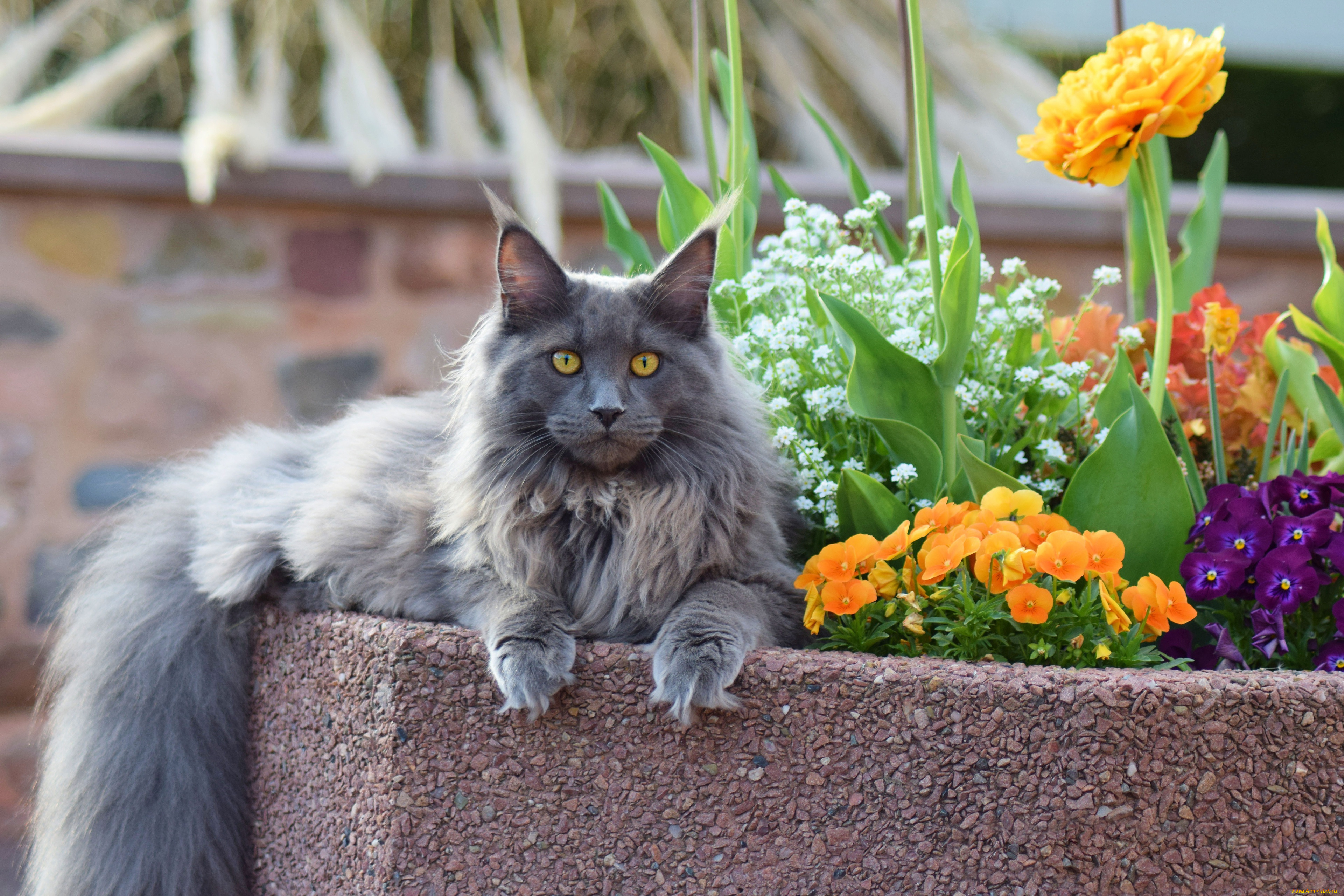 животные, коты, кот, кошка