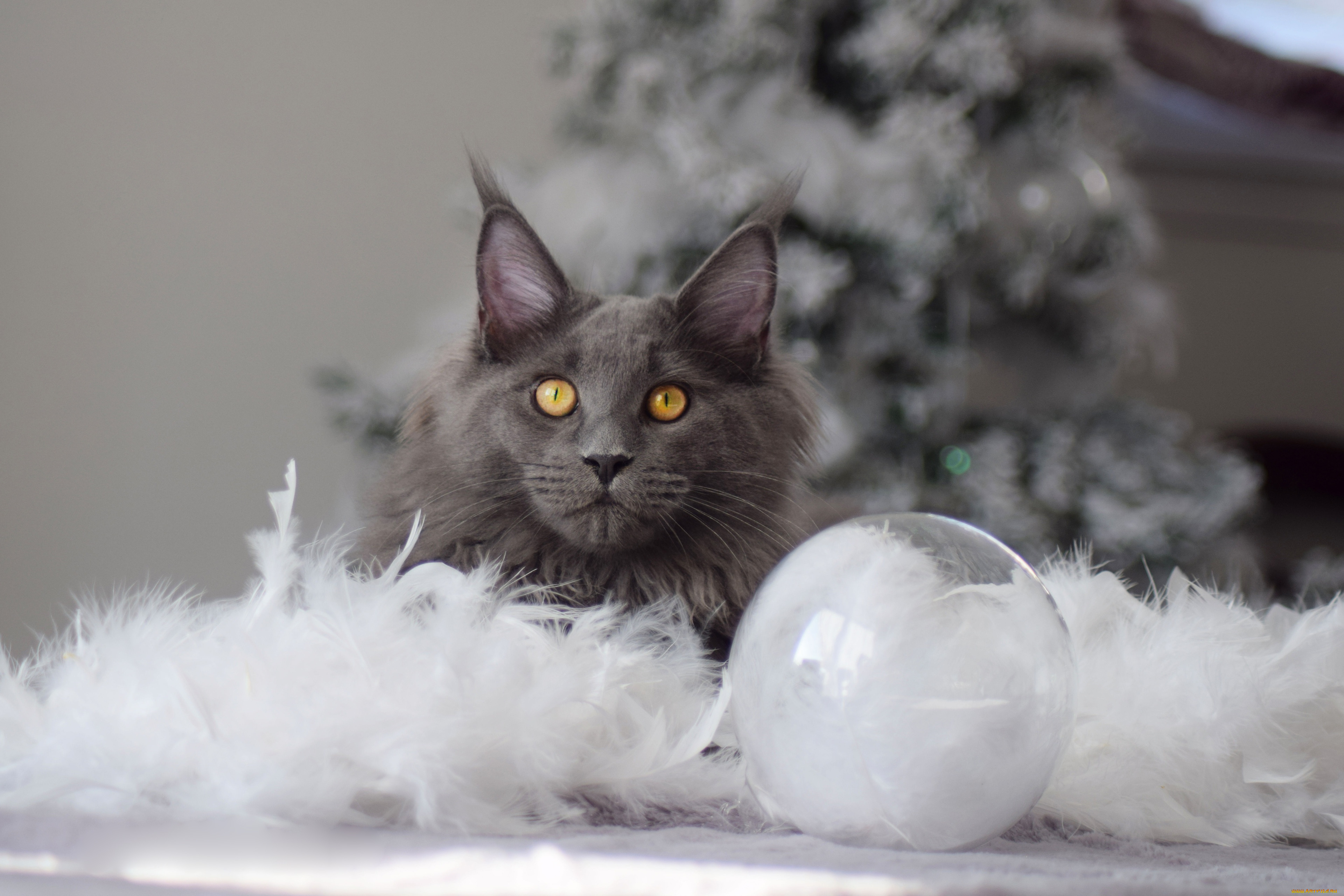 животные, коты, кот, кошка