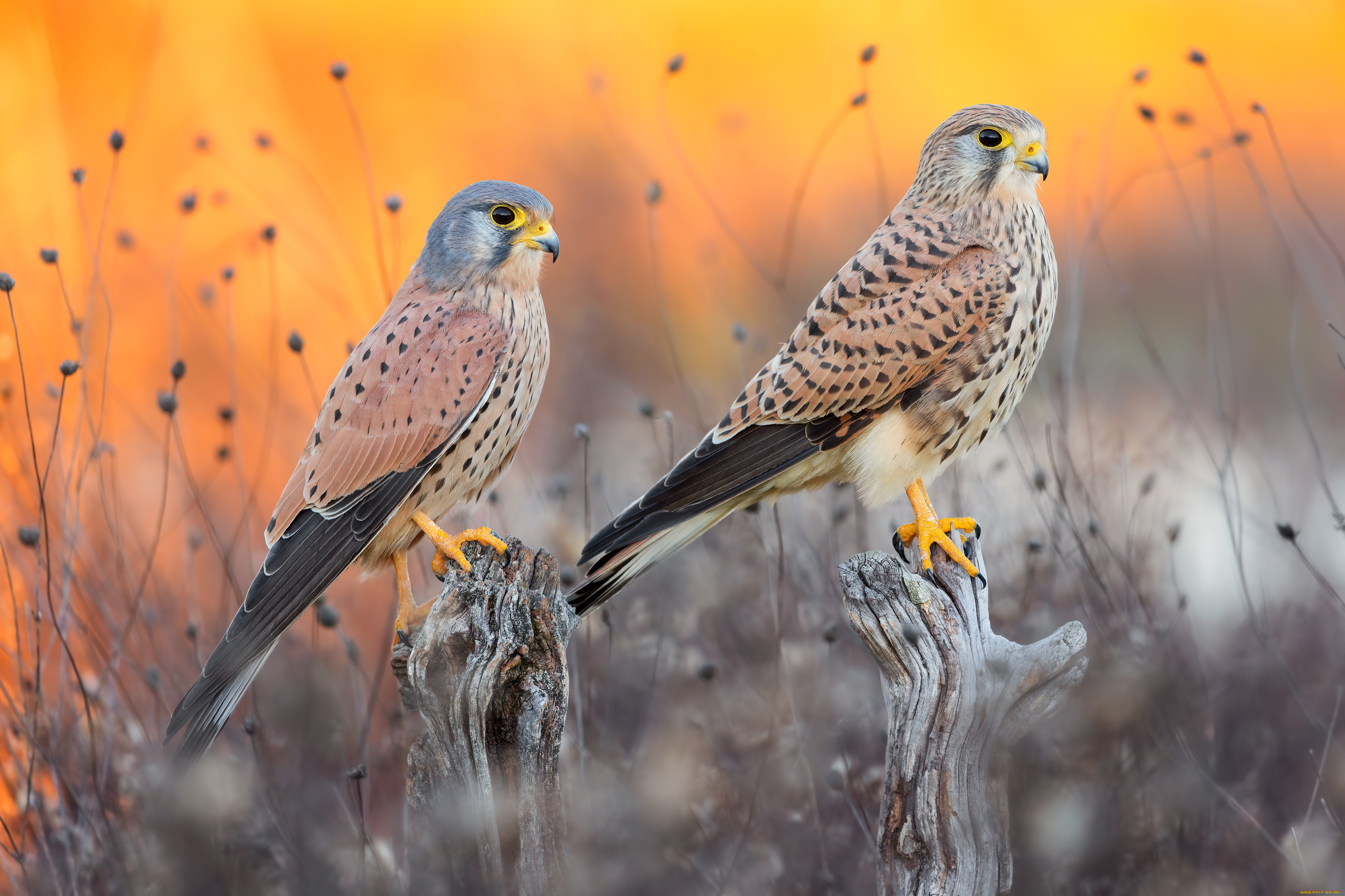 животные, птицы, -, хищники, птицы, пара, соколы