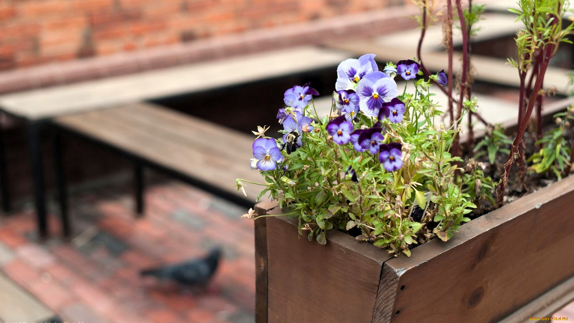 цветы, анютины, глазки, , садовые, фиалки, анютины, глазки, ящик