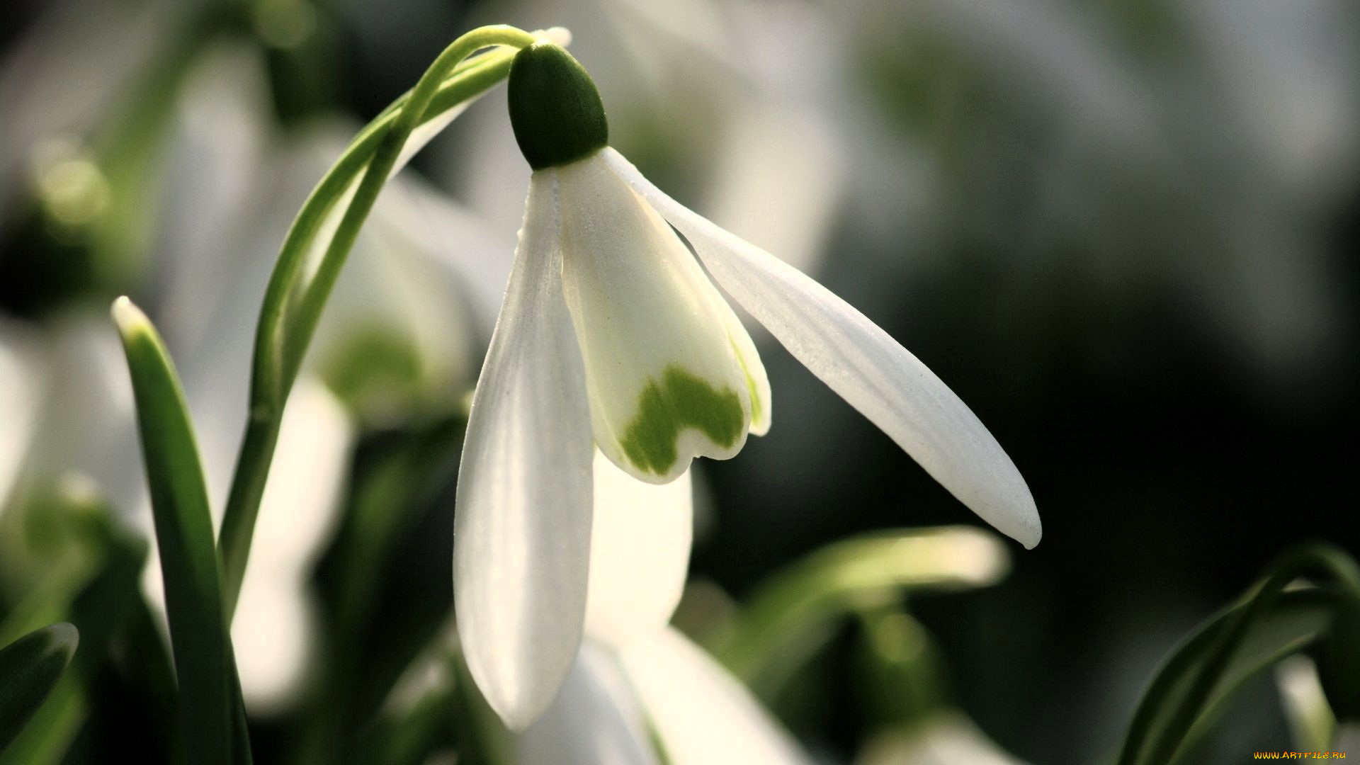 цветы, подснежники, , белоцветники, , пролески, подснежник