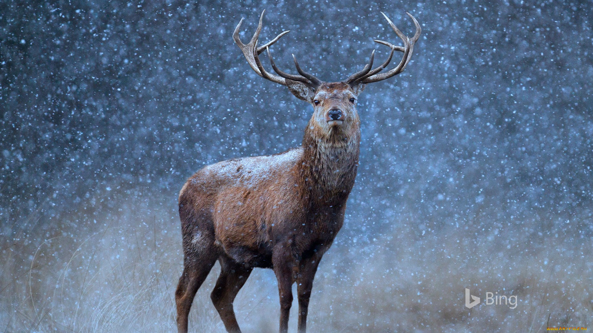 животные, олени, бинг, природа, снег