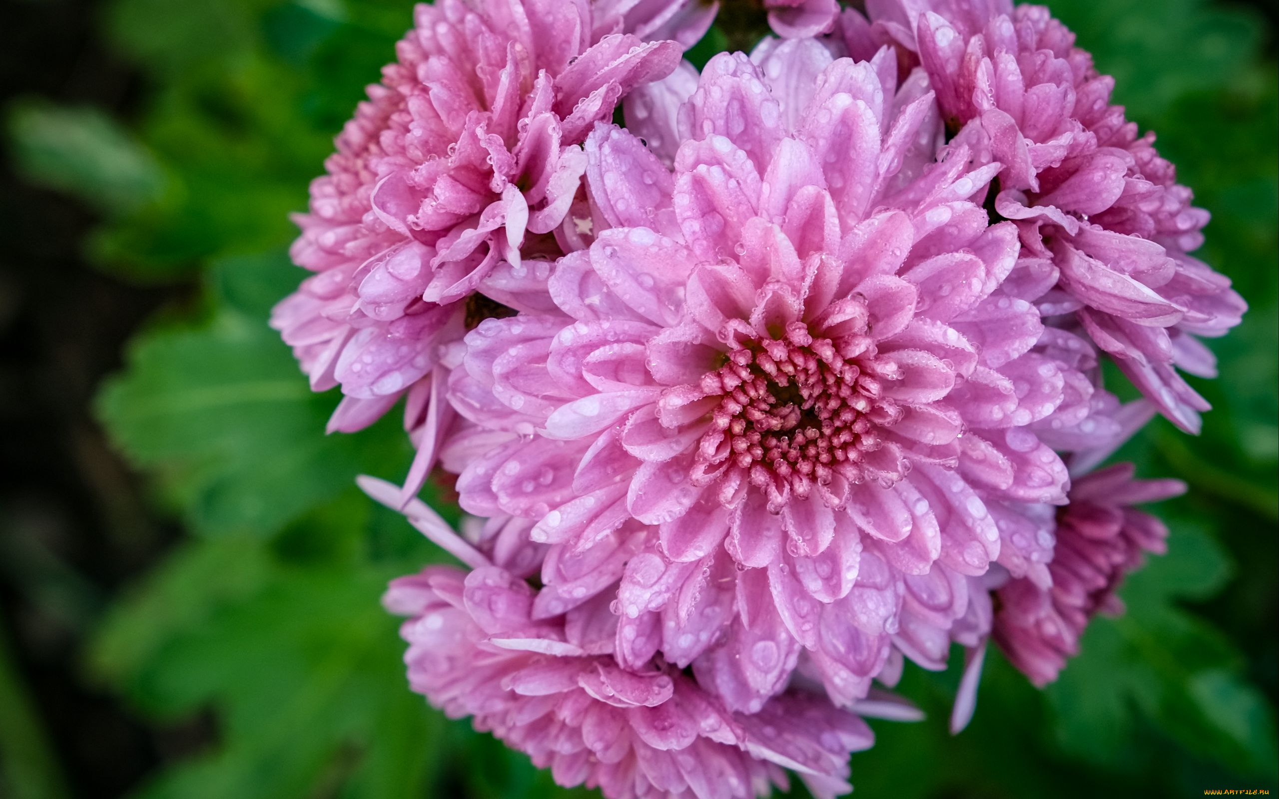 цветы, хризантемы, розовые, капли