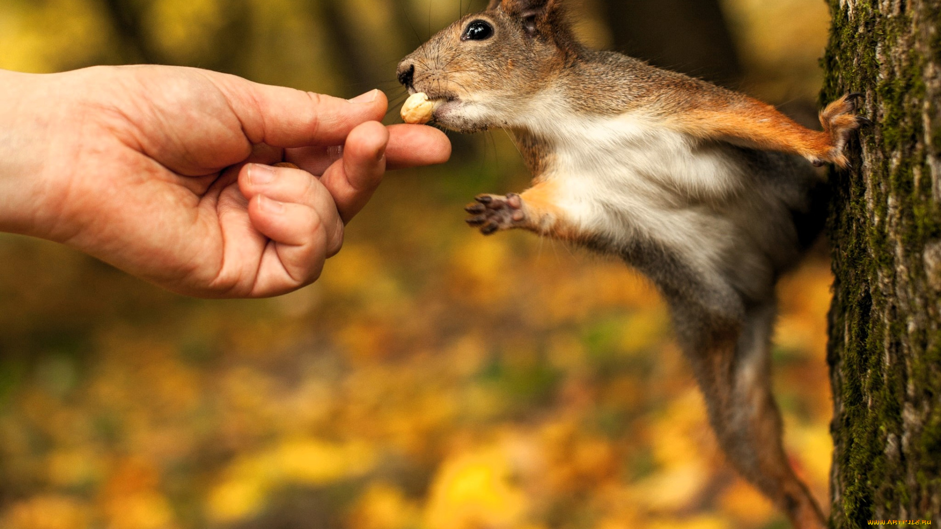животные, белки, белка, дерево, рука, угощение, осень