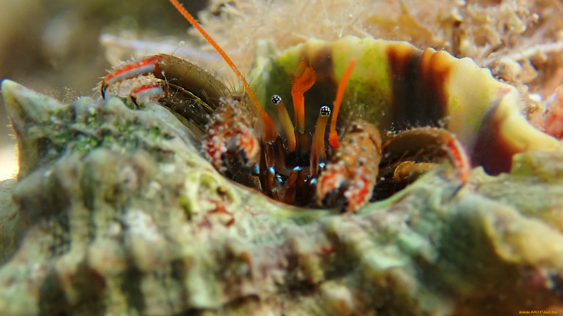 животные, крабы, , раки, краб