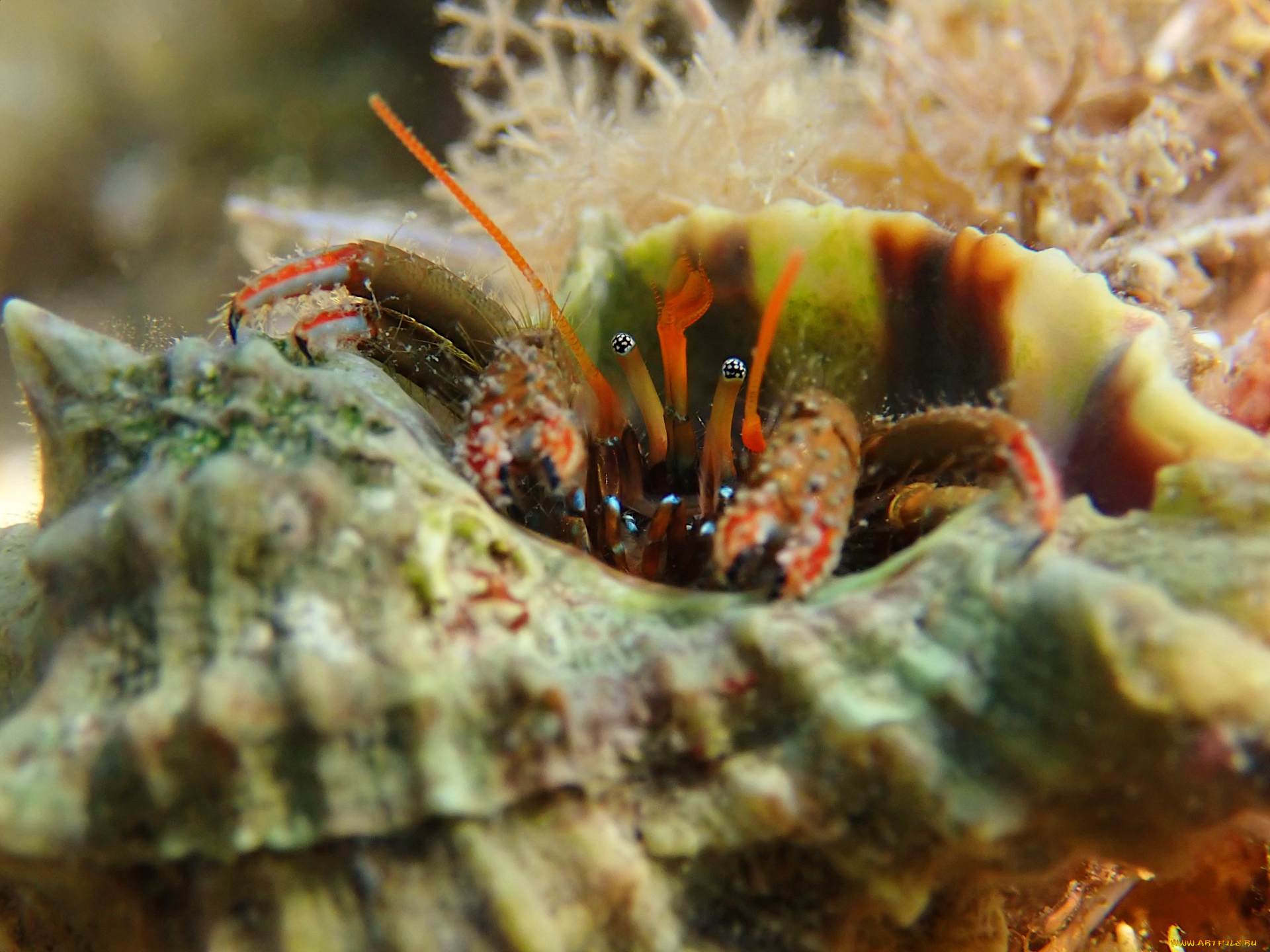 животные, крабы, , раки, краб