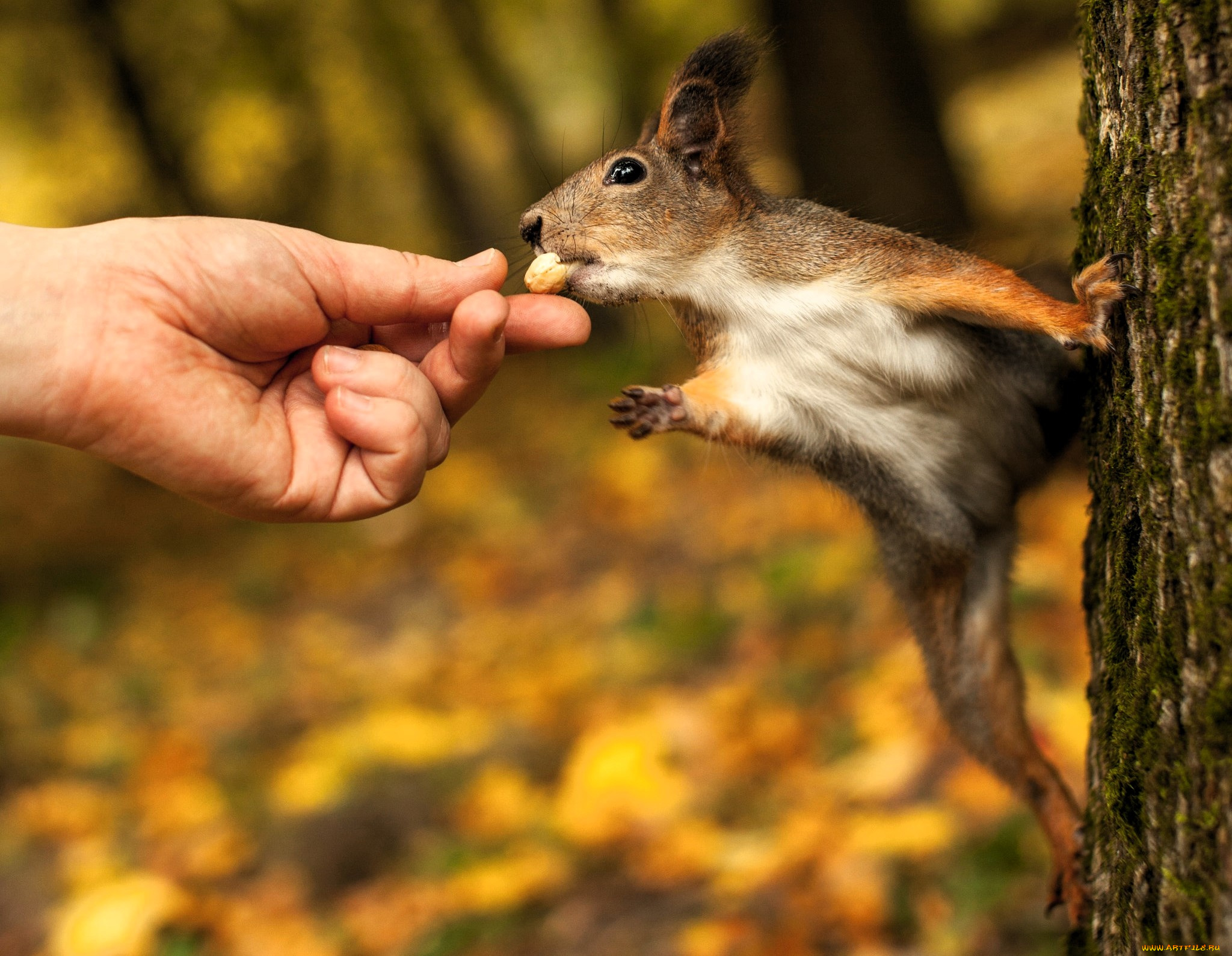 животные, белки, белка, дерево, рука, угощение, осень
