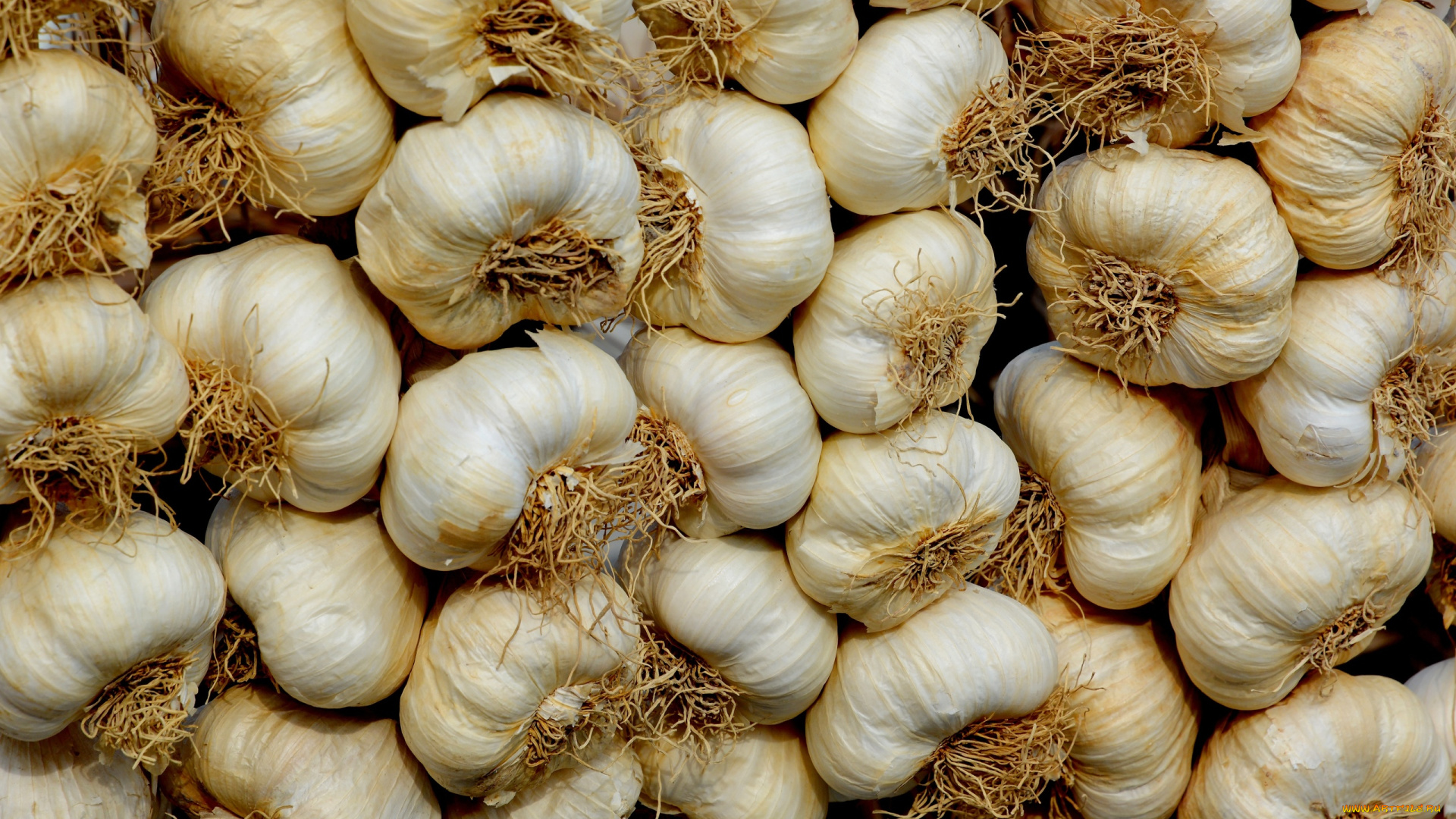 еда, чеснок, урожай, много