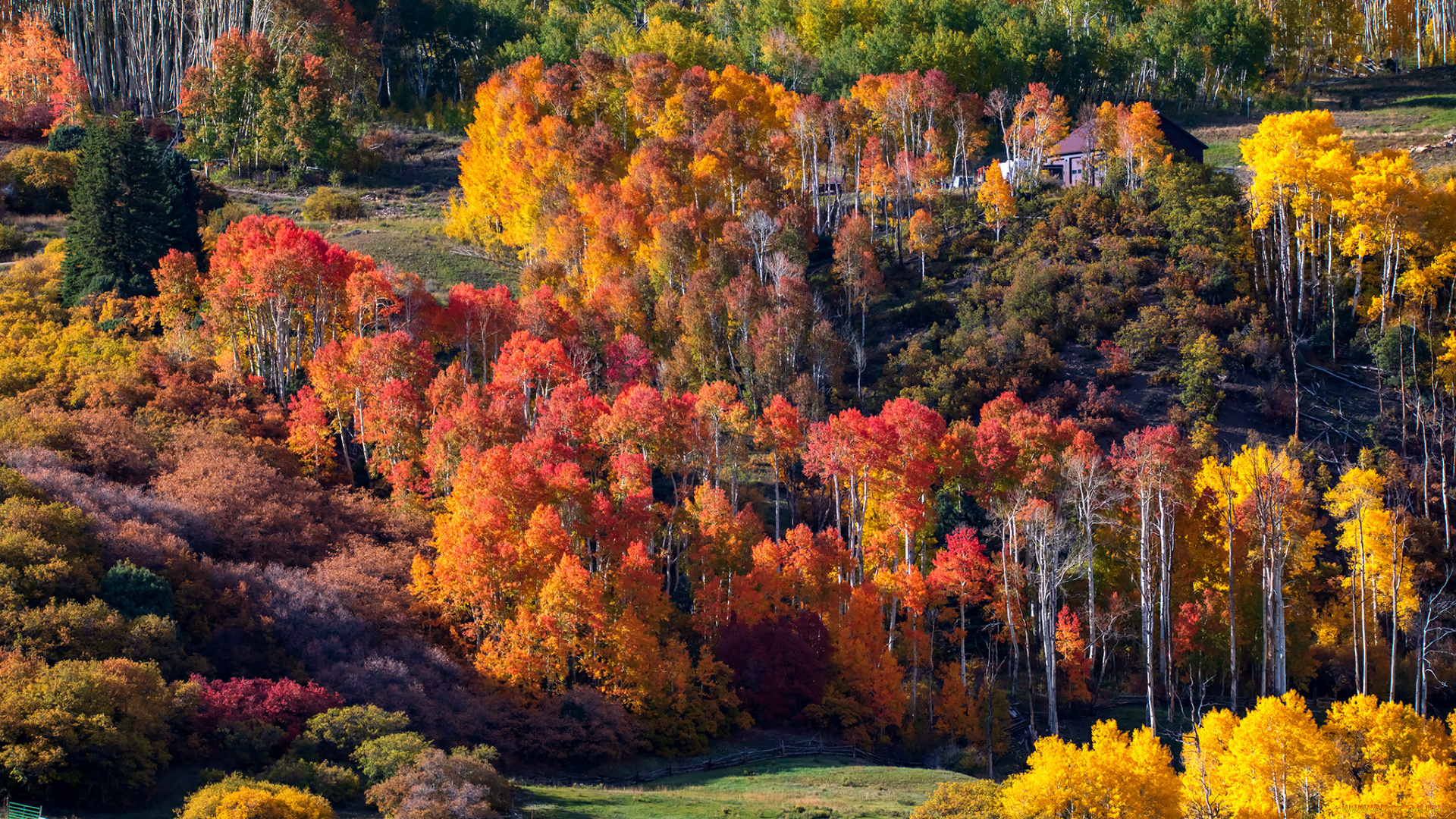 природа, лес, пейзаж