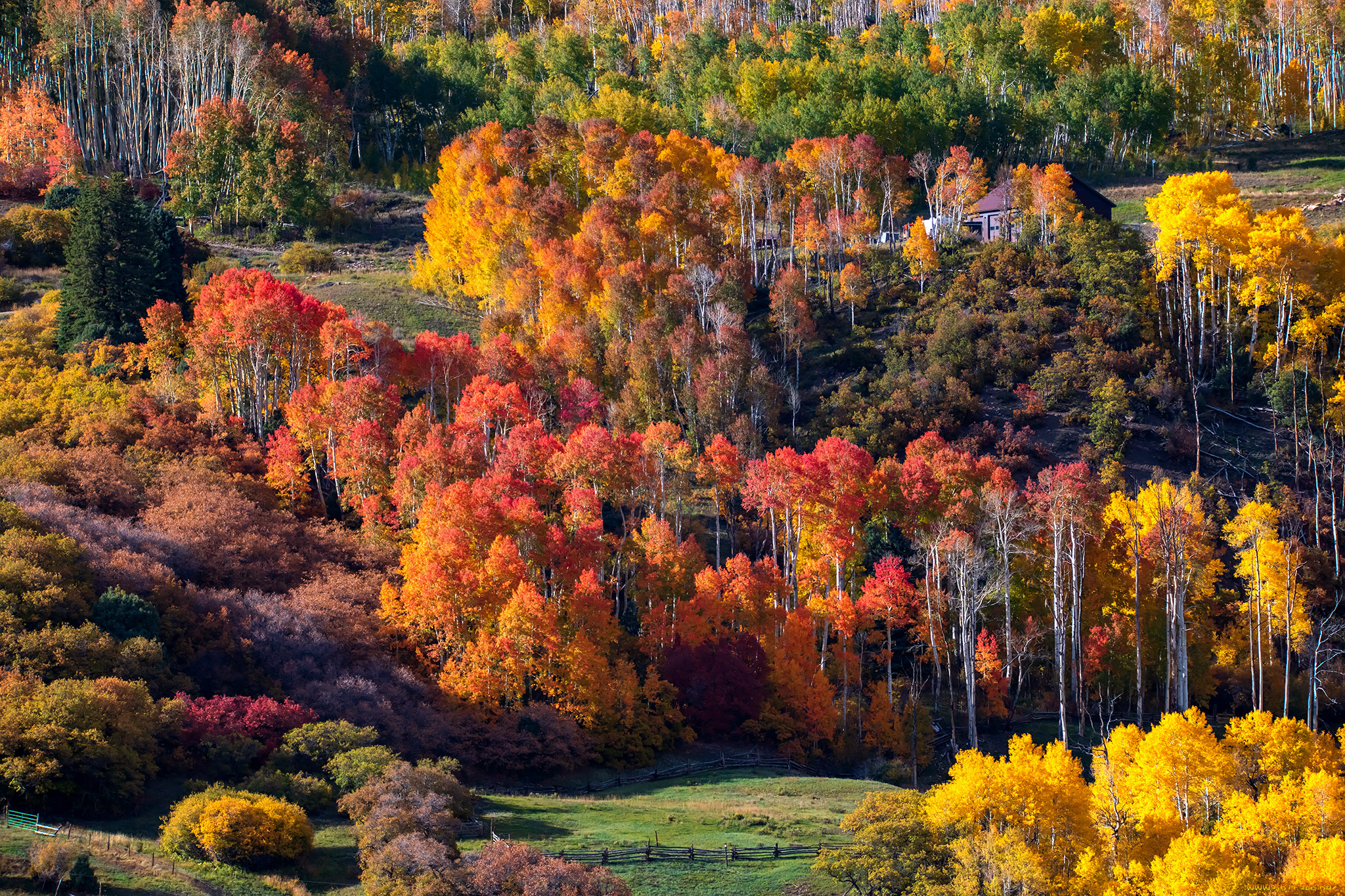 природа, лес, пейзаж